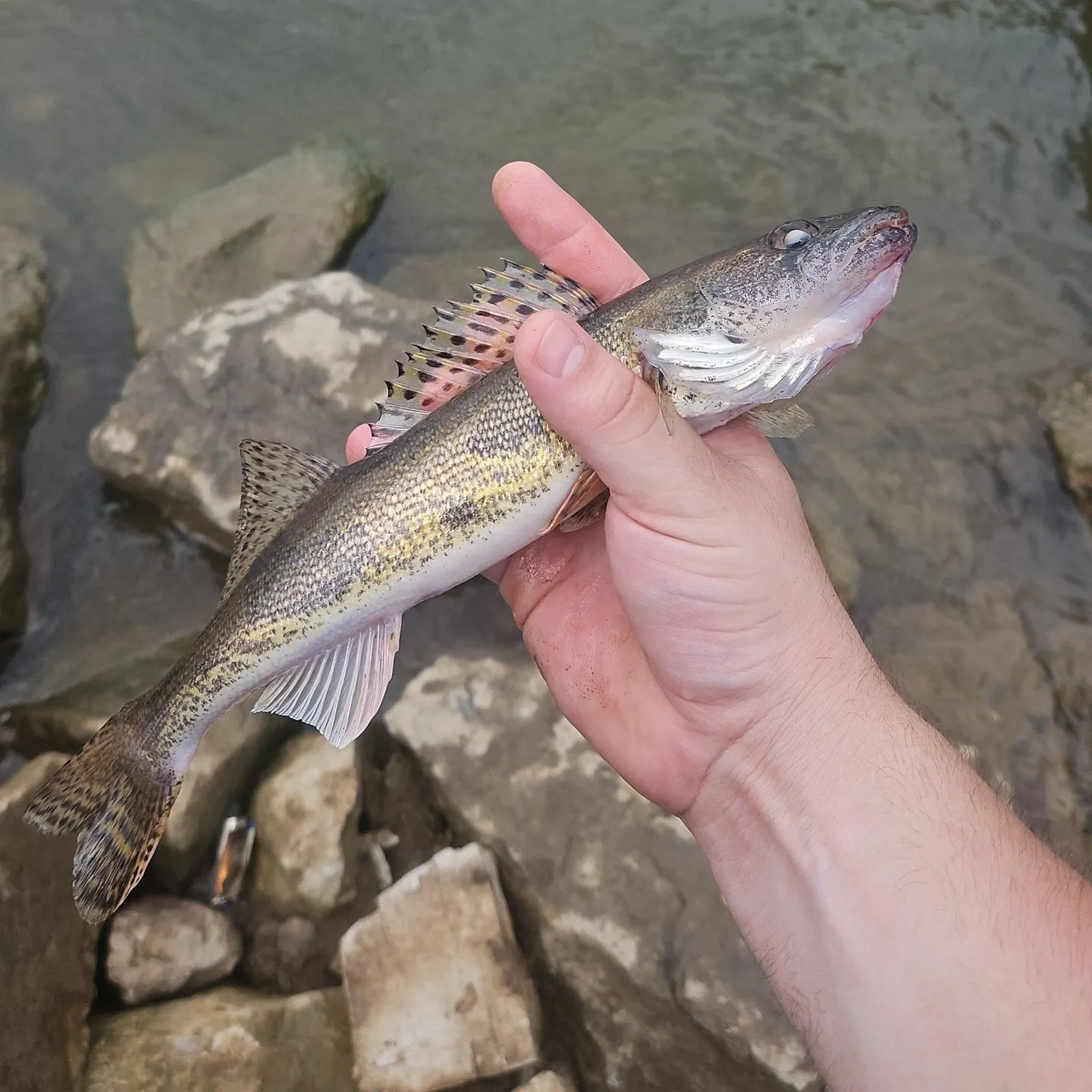 The most recent Sauger catches on Fishbrain