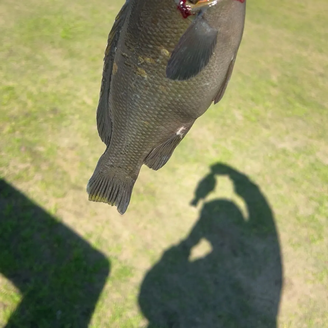 The most recent Opaleye catches on Fishbrain