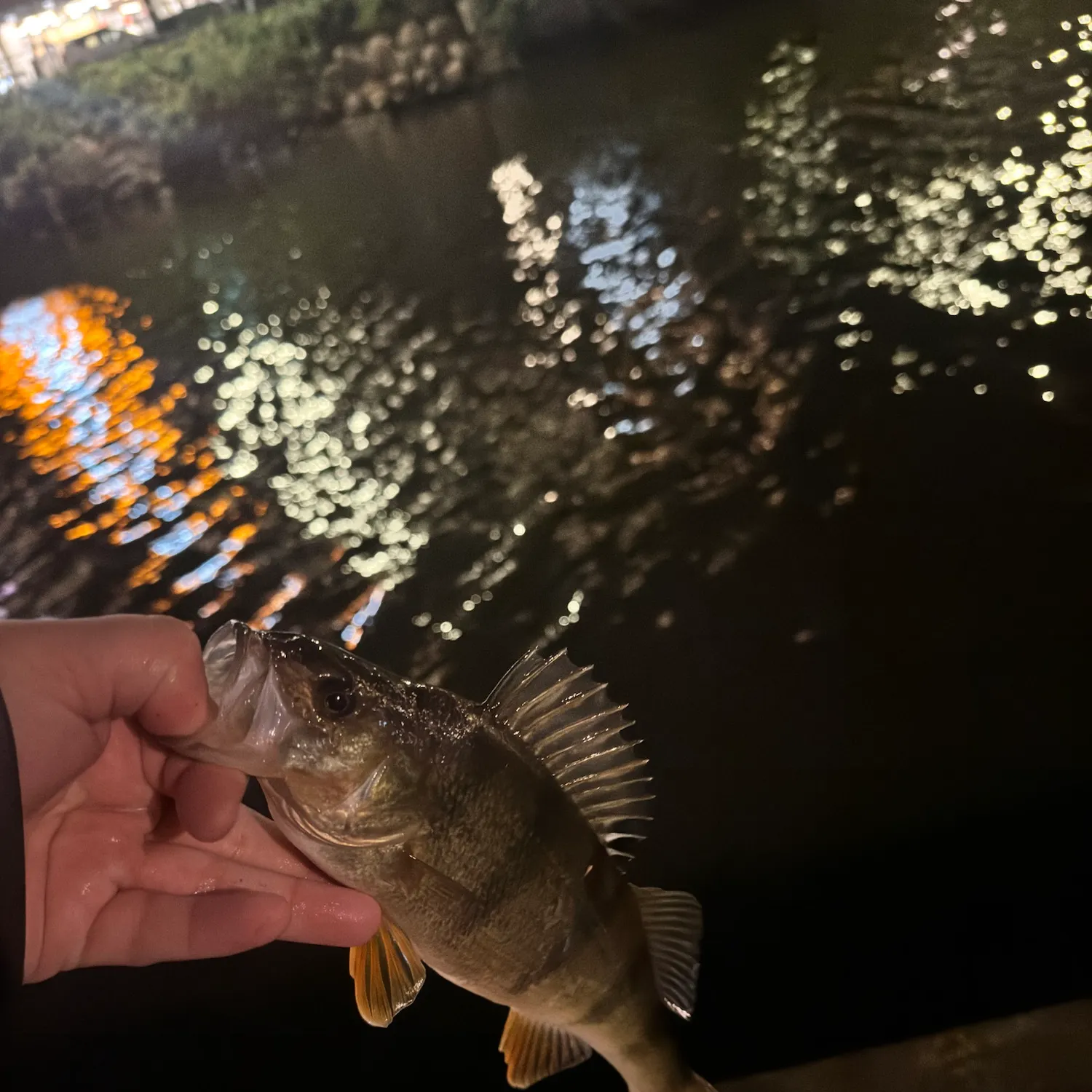 European perch caught on Fishbrain