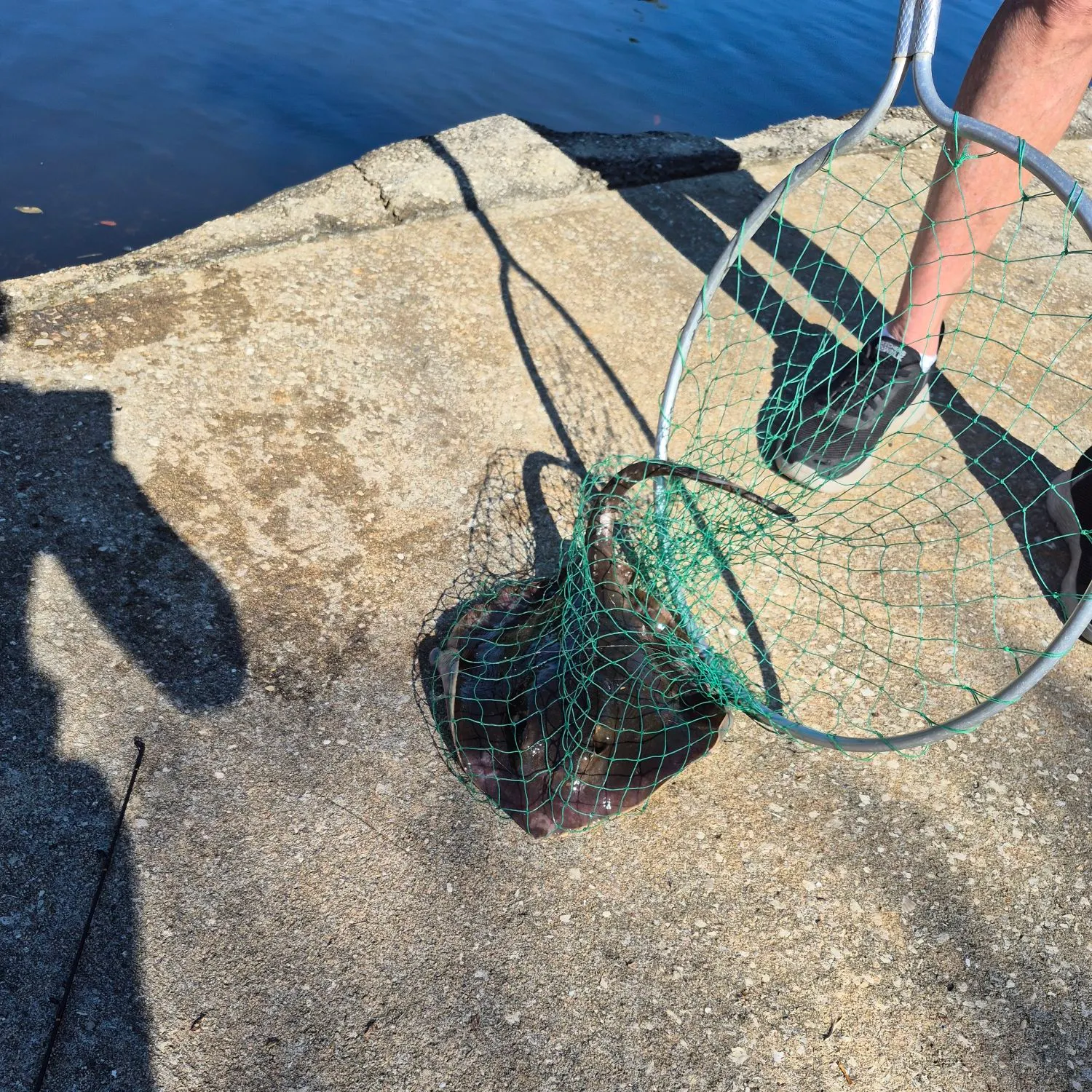 The most recent Common stingray catches on Fishbrain