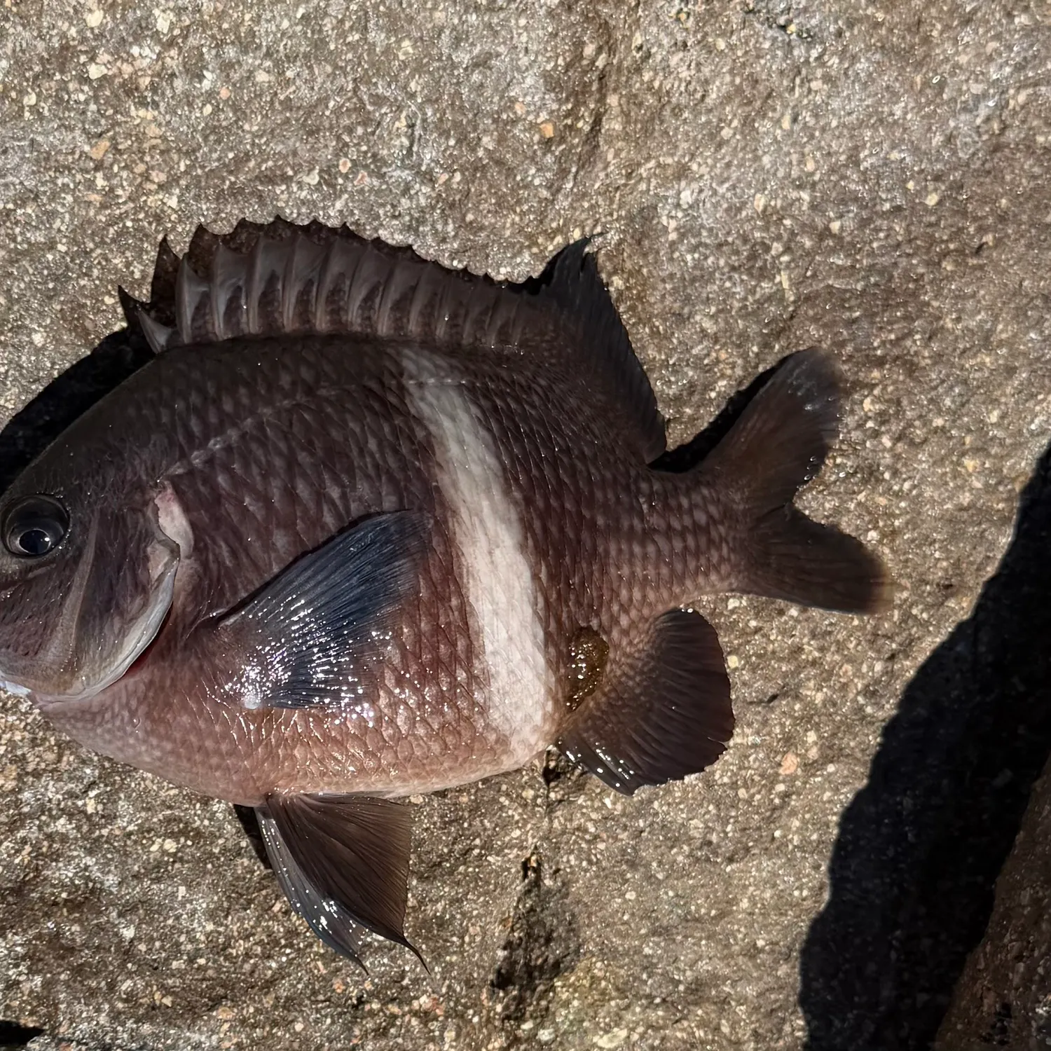 Girdled scalyfin caught on Fishbrain
