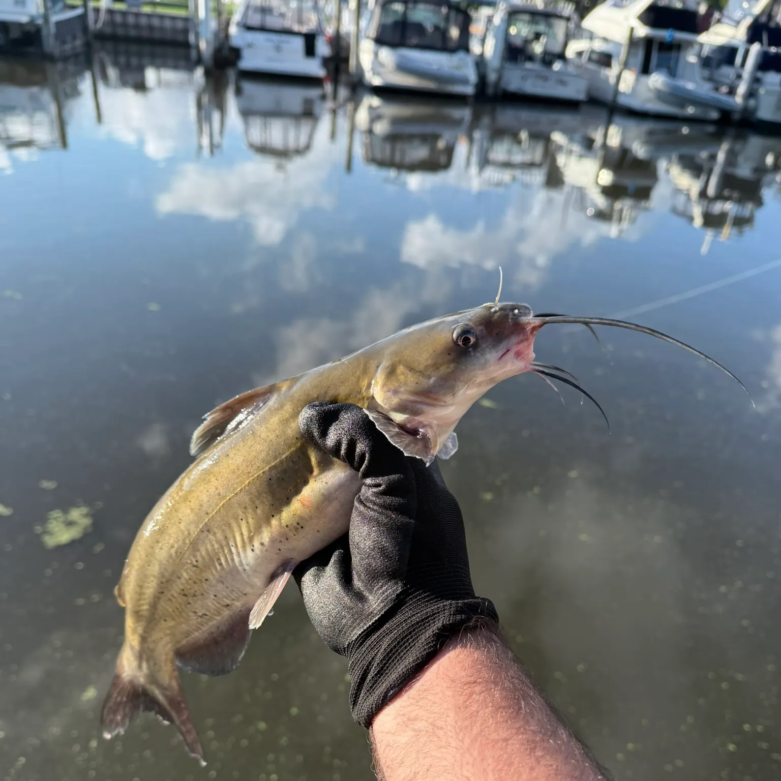 catch