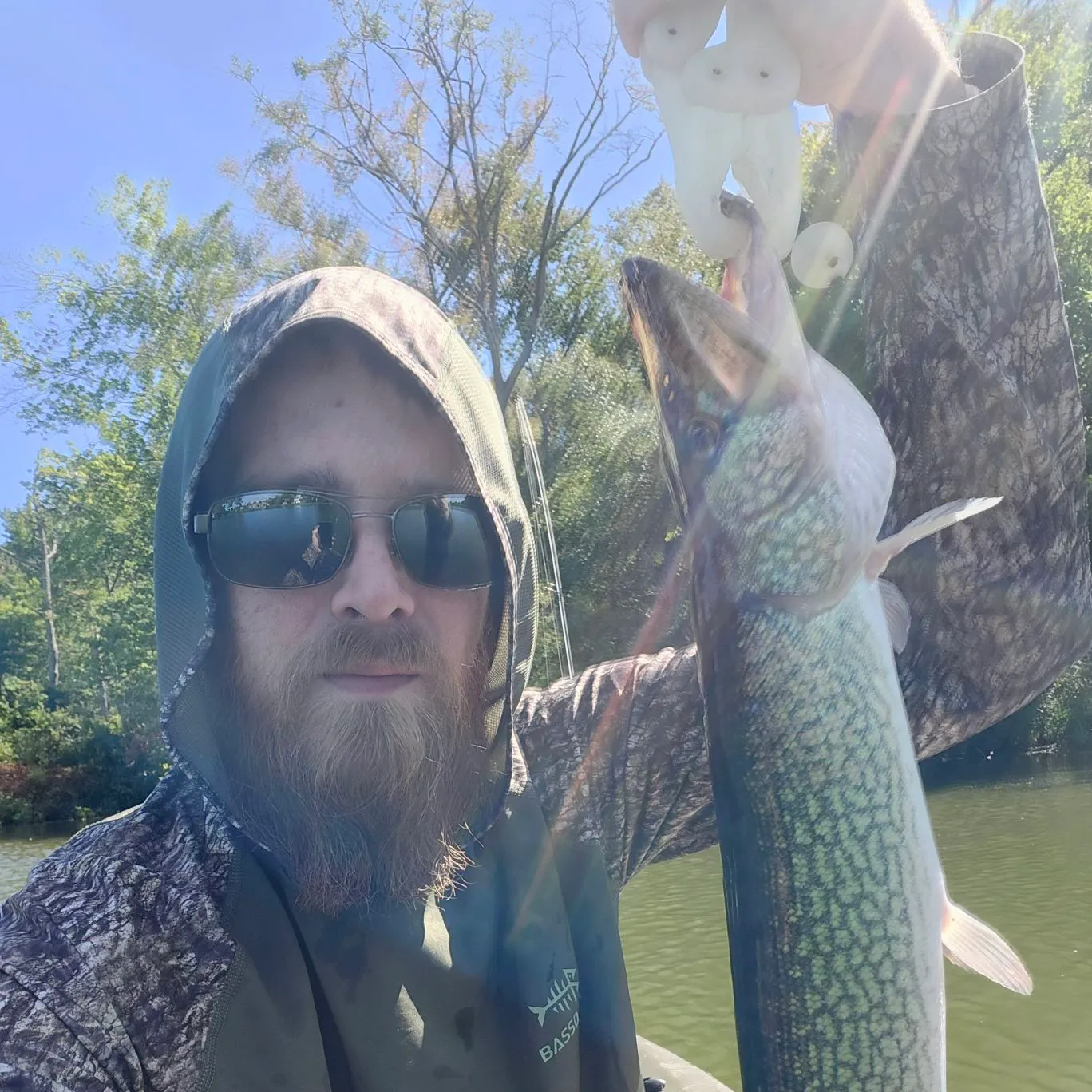 Chain pickerel caught on Fishbrain