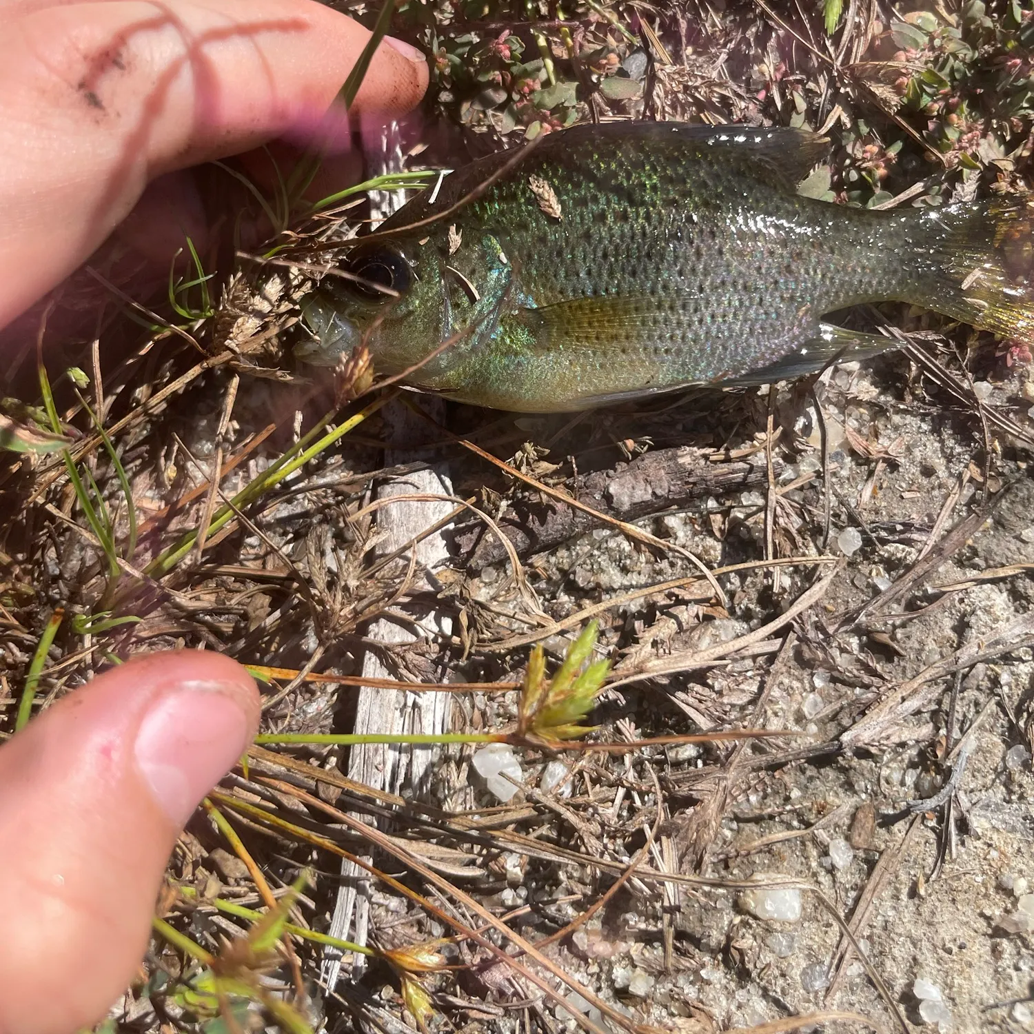 Greengill hybrid caught on Fishbrain