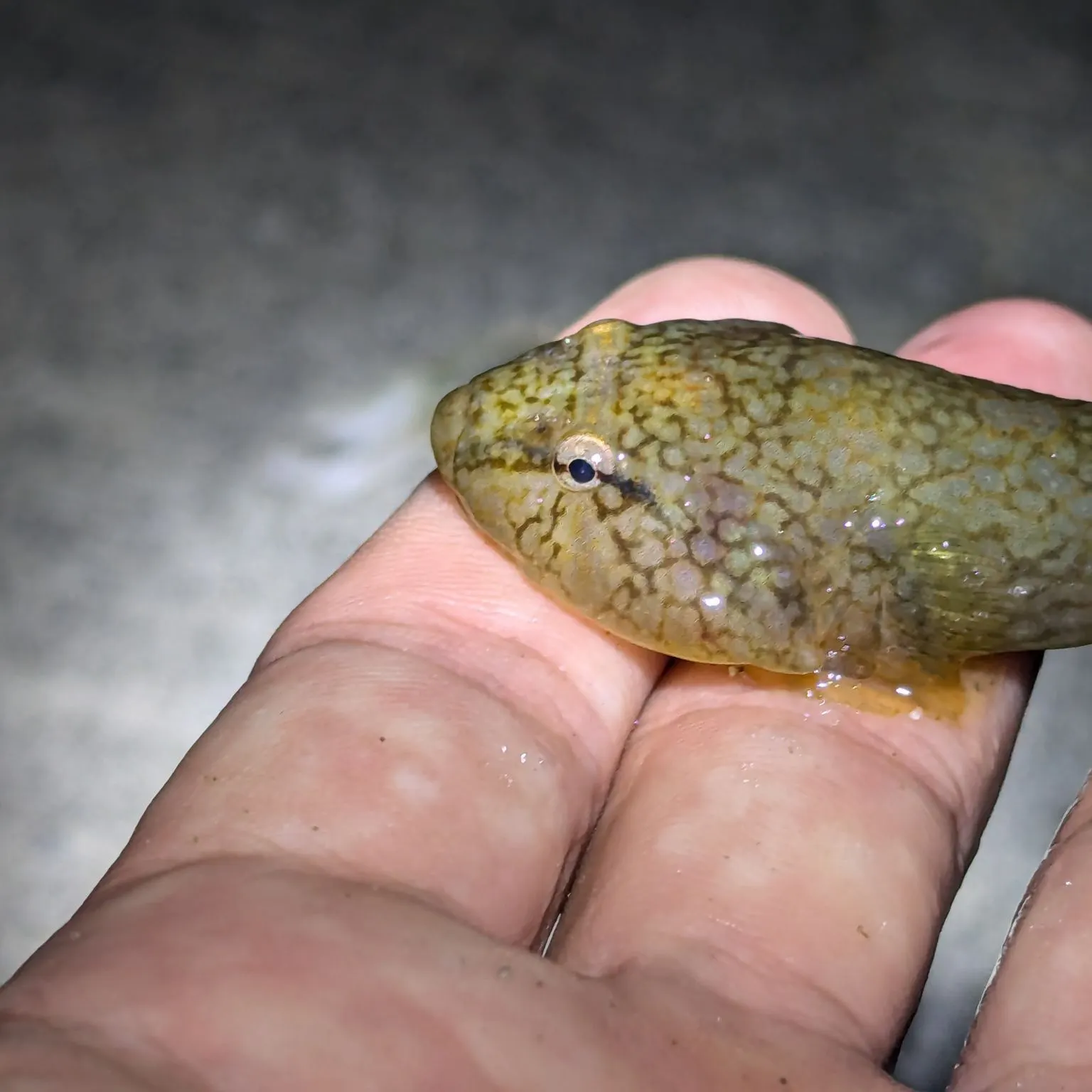 The most recent Northern clingfish catches on Fishbrain