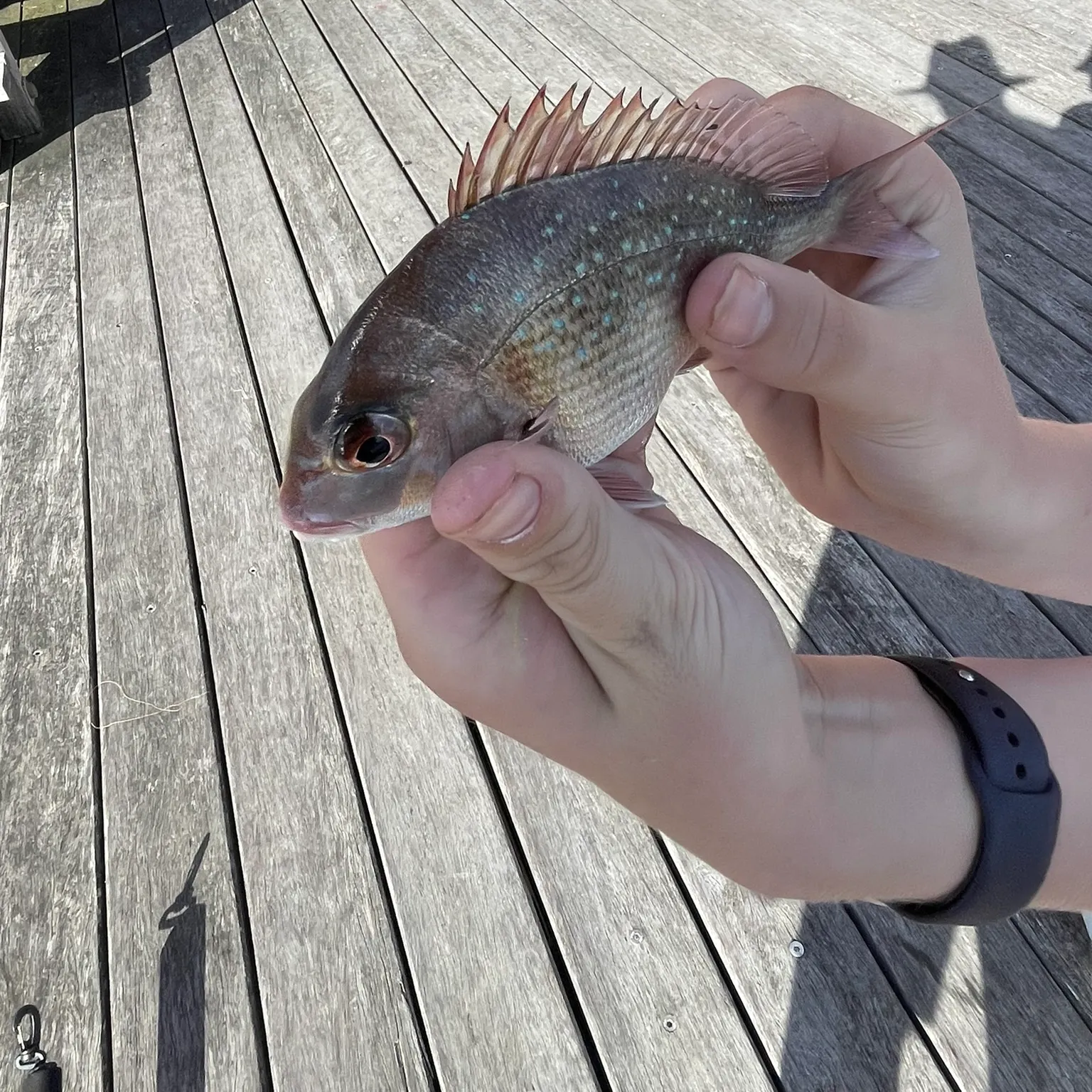 recently logged catches