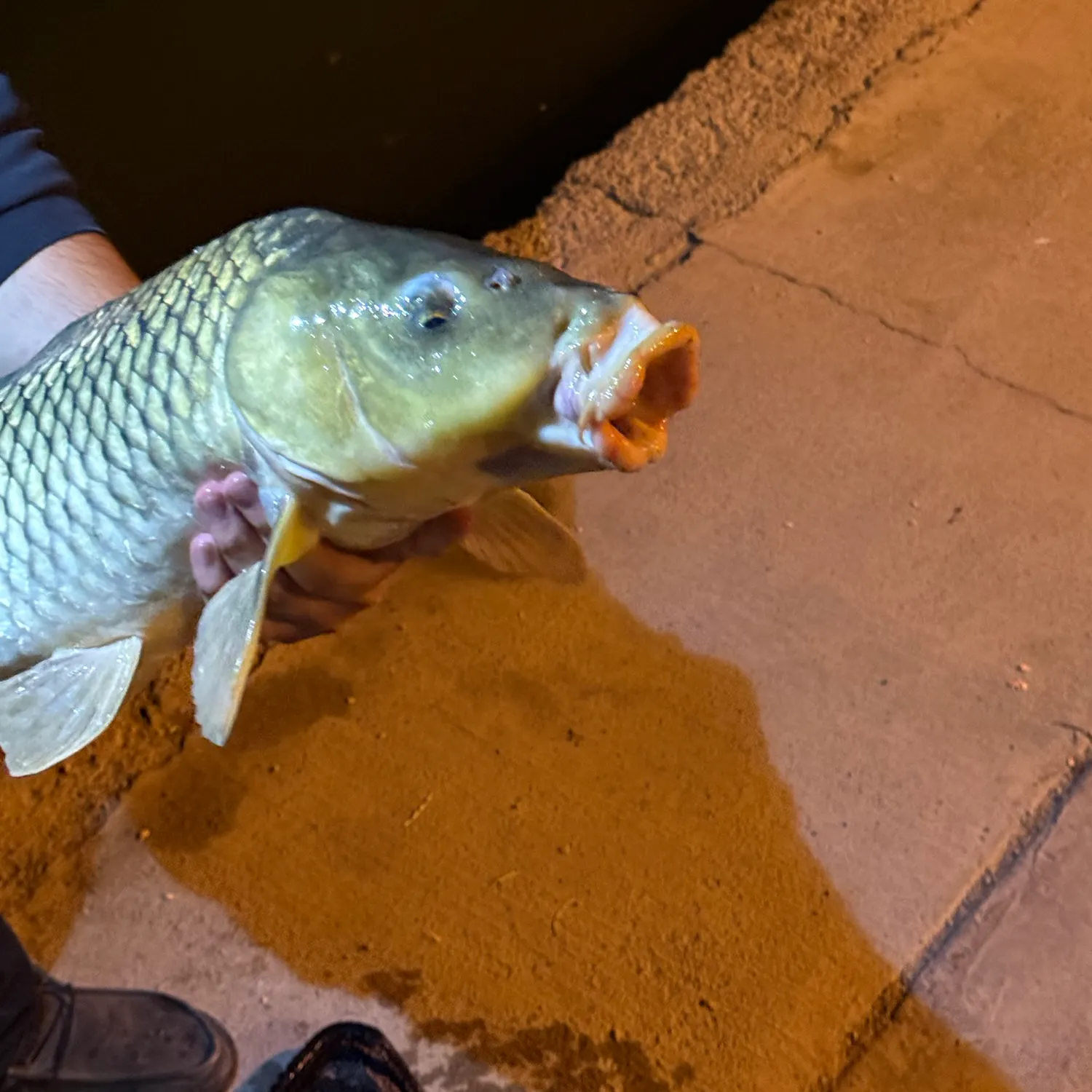 Common carp caught on Fishbrain