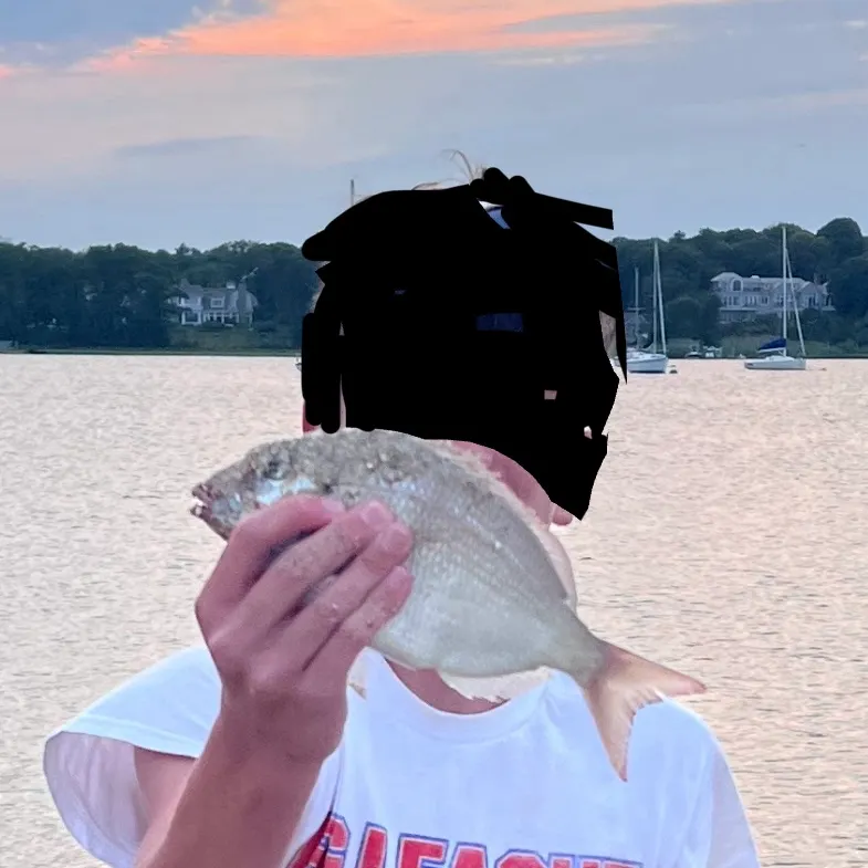 The most recent Scup catches on Fishbrain