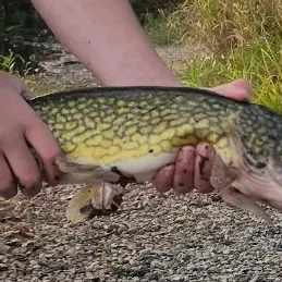 Chain pickerel caught on Fishbrain