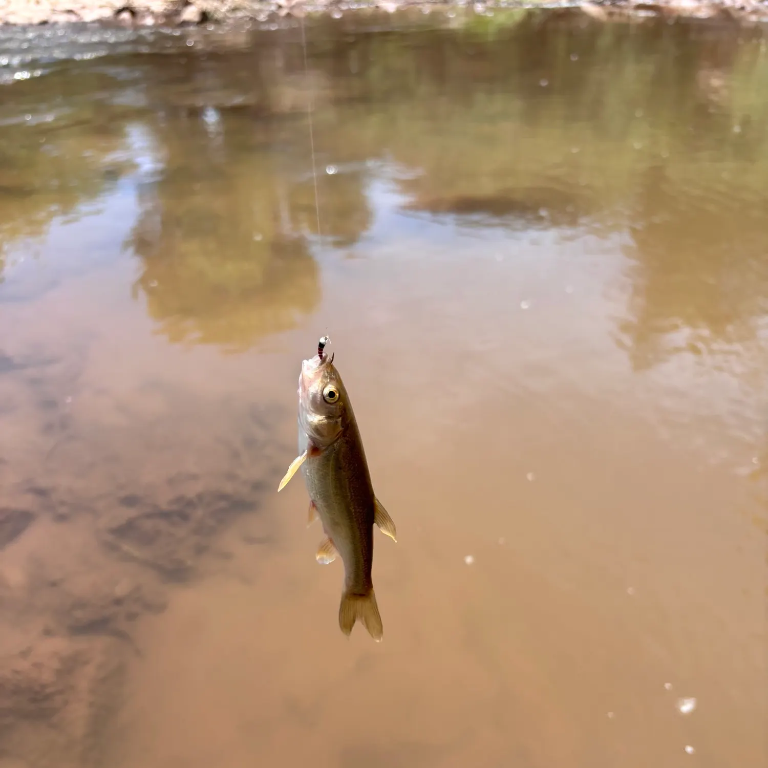 The most recent Rio Grande chub catches on Fishbrain