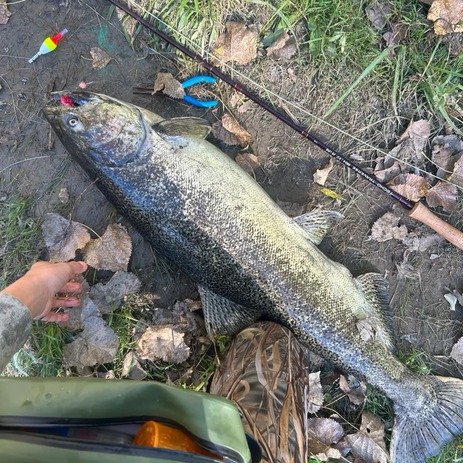 Chinook salmon caught on Fishbrain