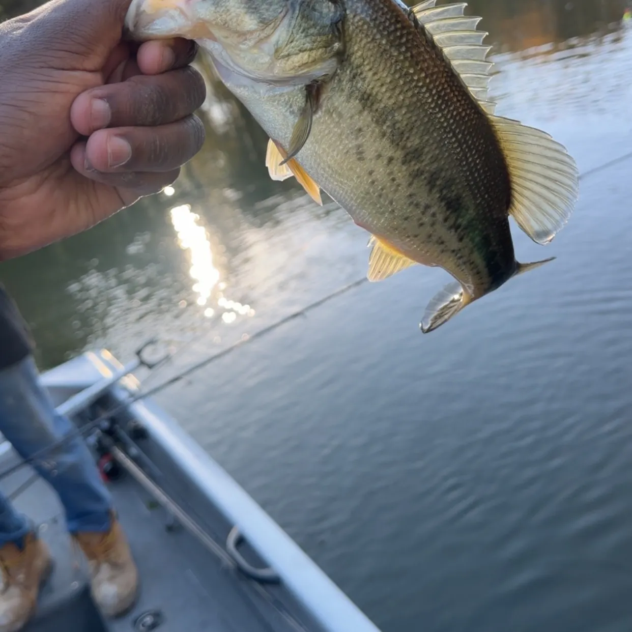 Largemouth bass caught on Fishbrain