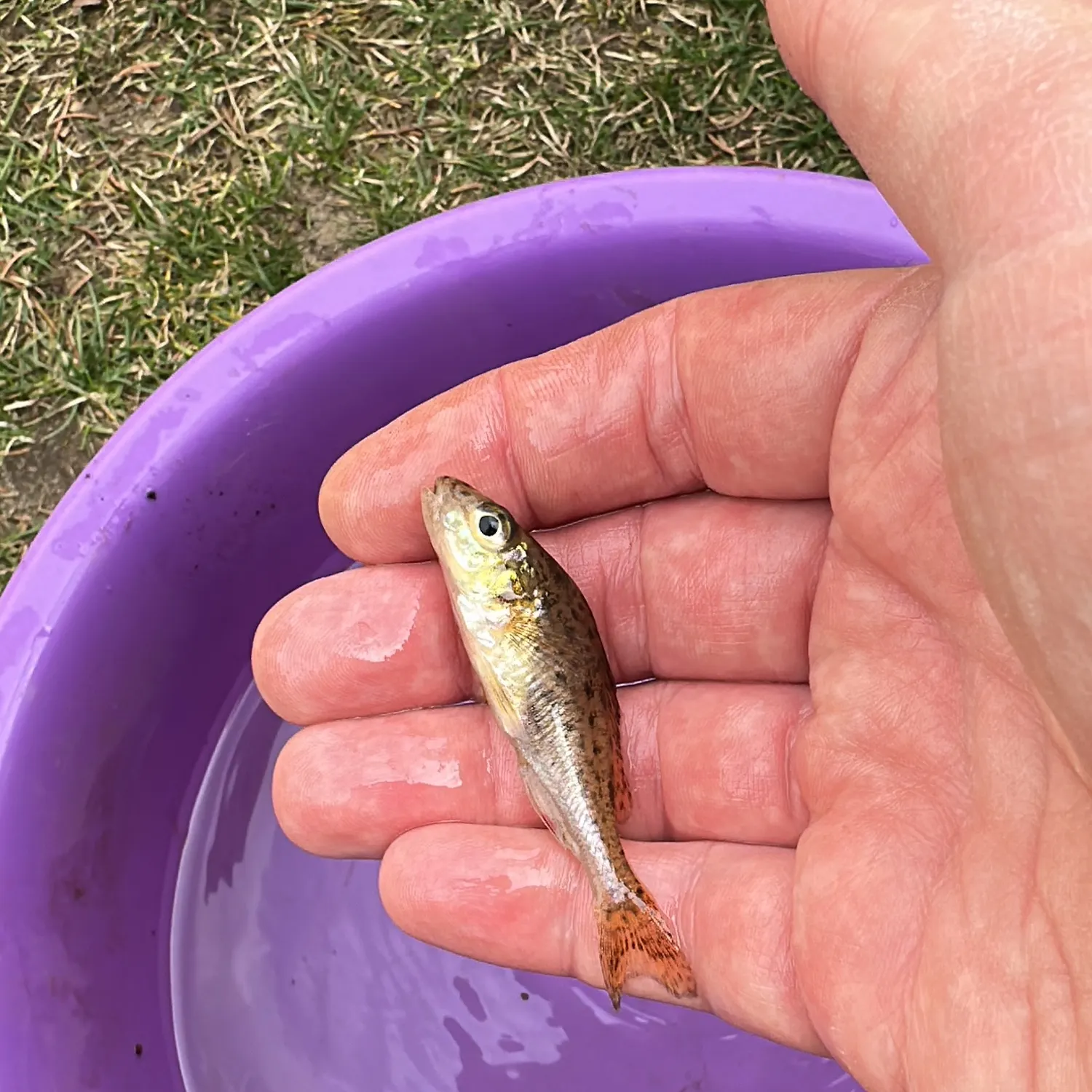 The most recent Eurasian ruffe catches on Fishbrain