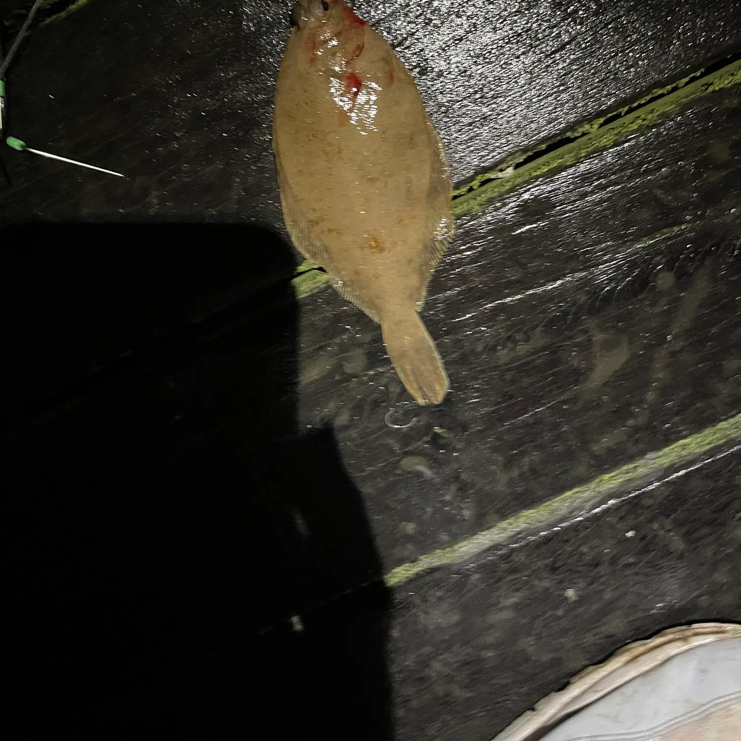 The most recent Common dab catches on Fishbrain