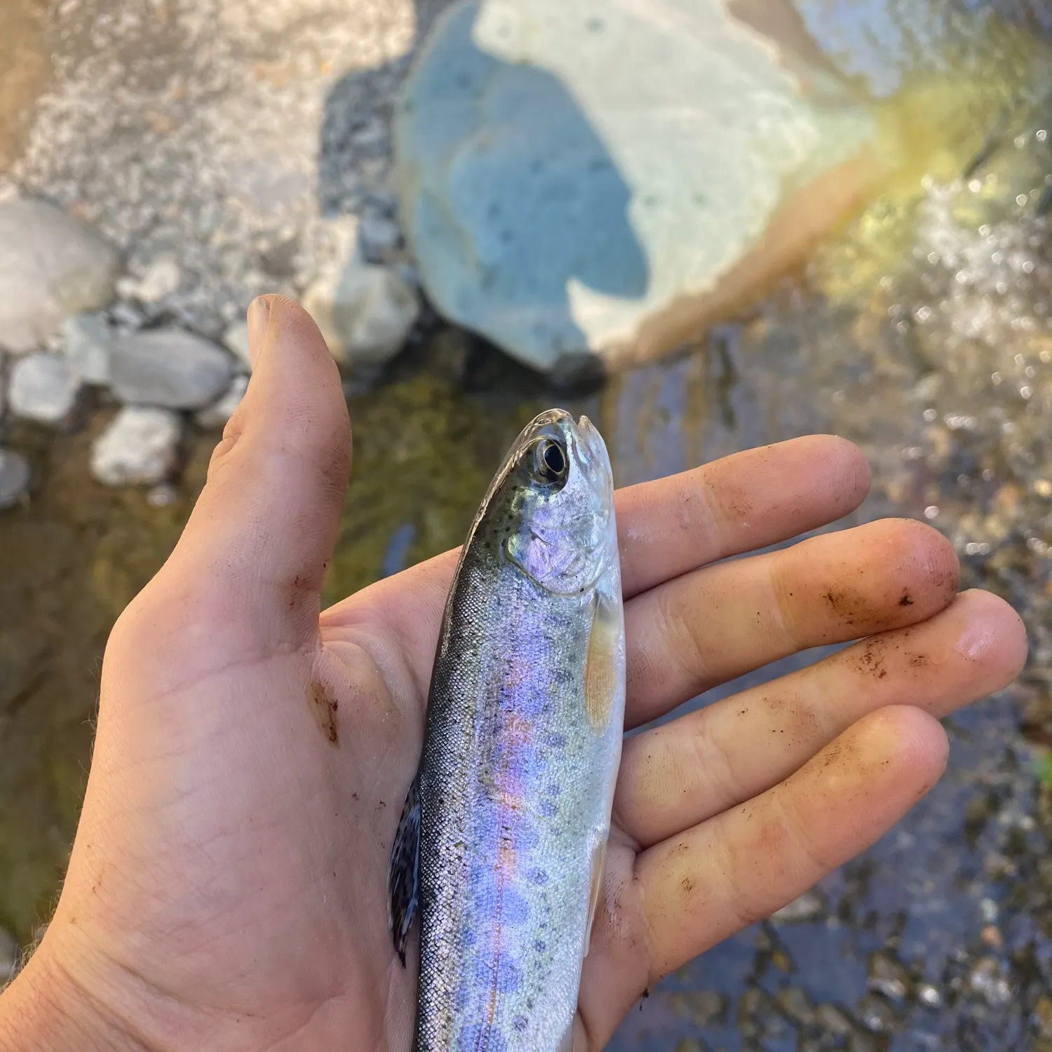 Rainbow trout caught on Fishbrain