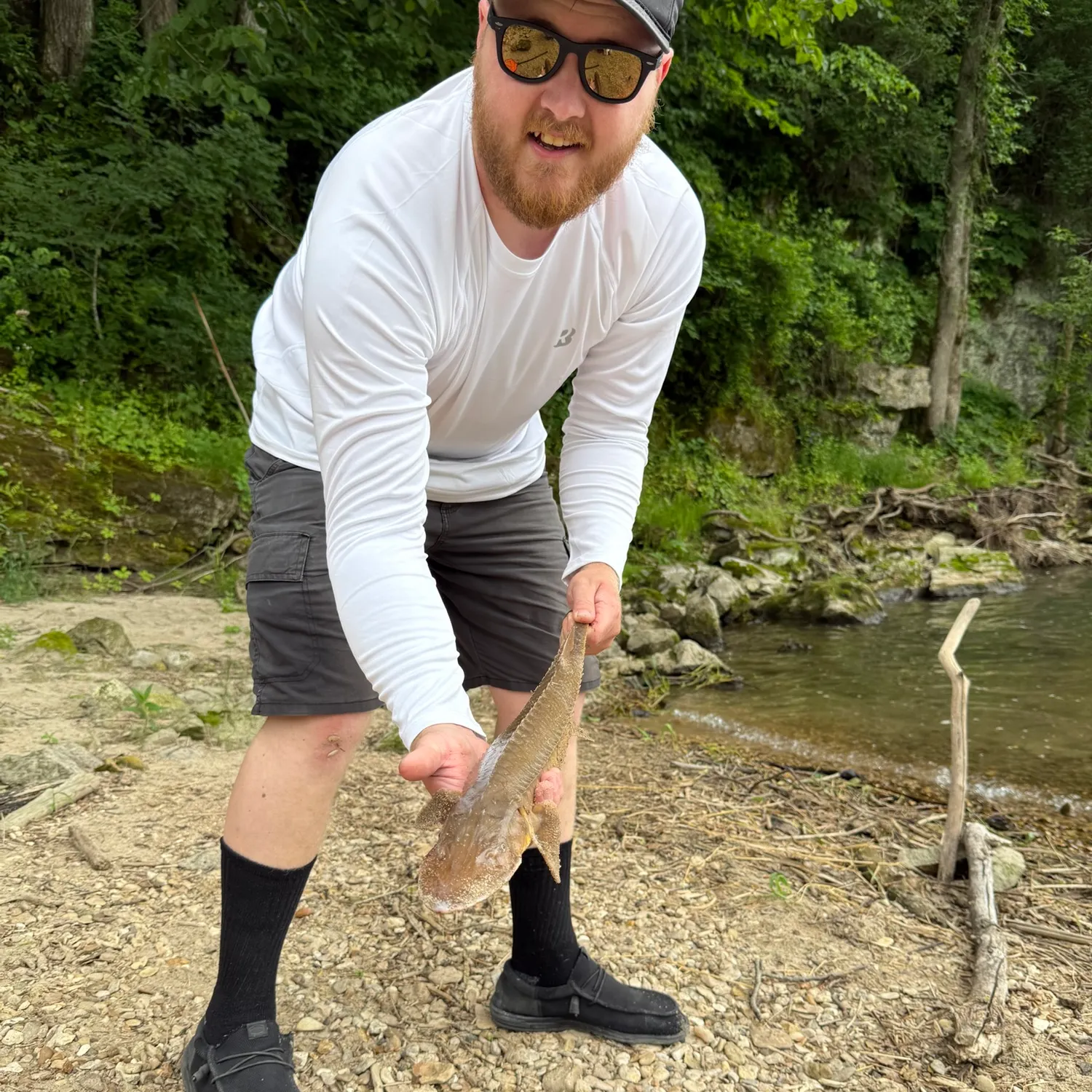 The most recent Shovelnose sturgeon catches on Fishbrain