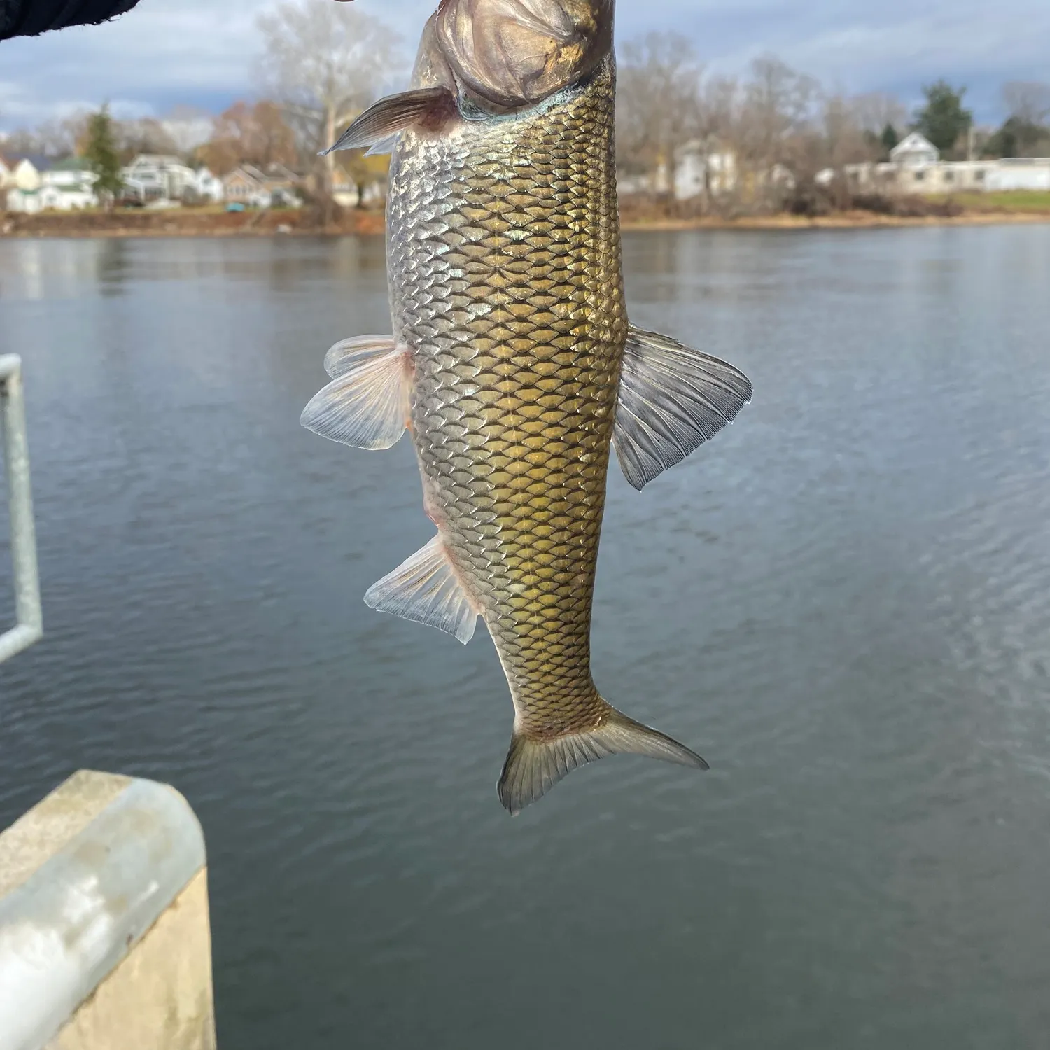 angler catch