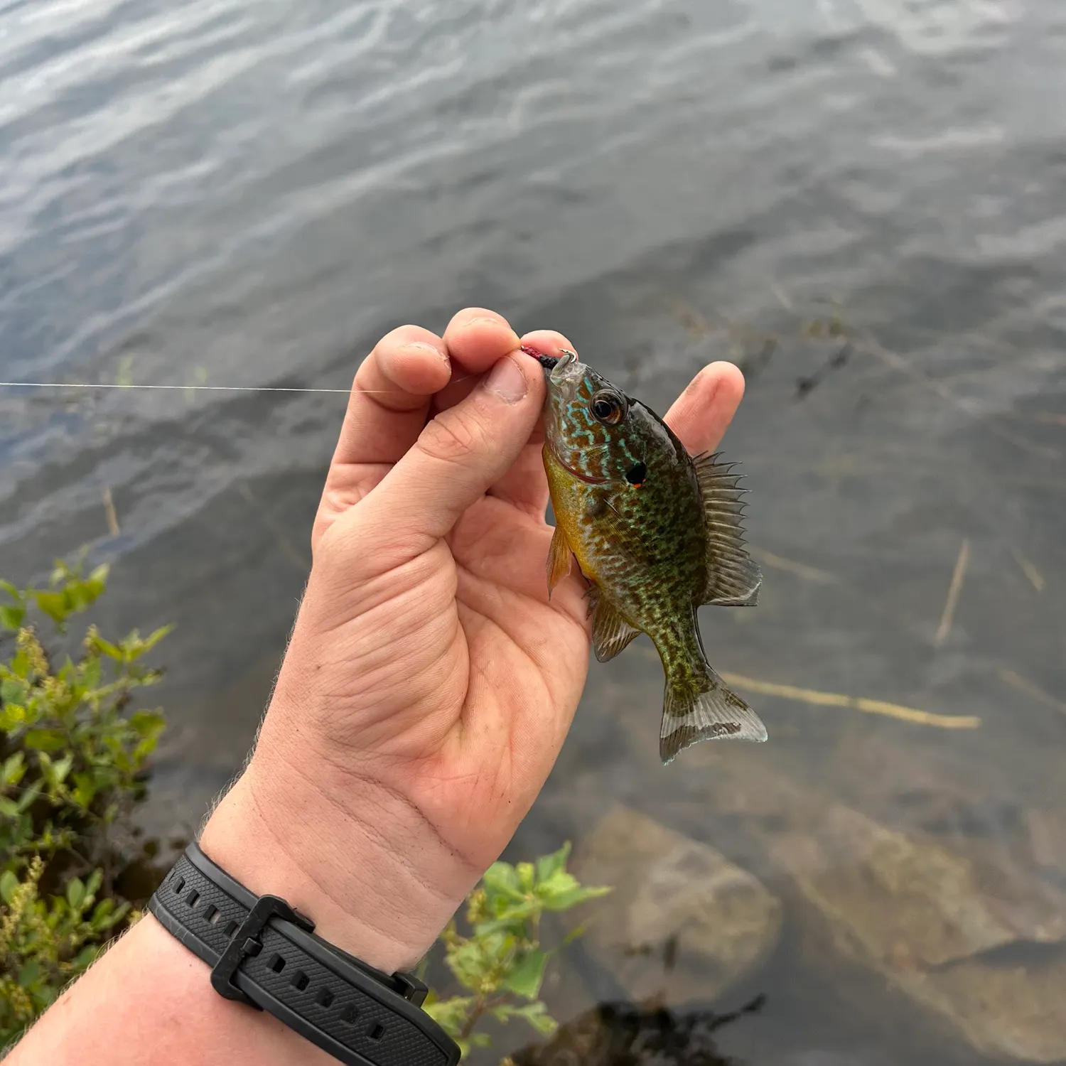Pumpkinseed caught on Fishbrain