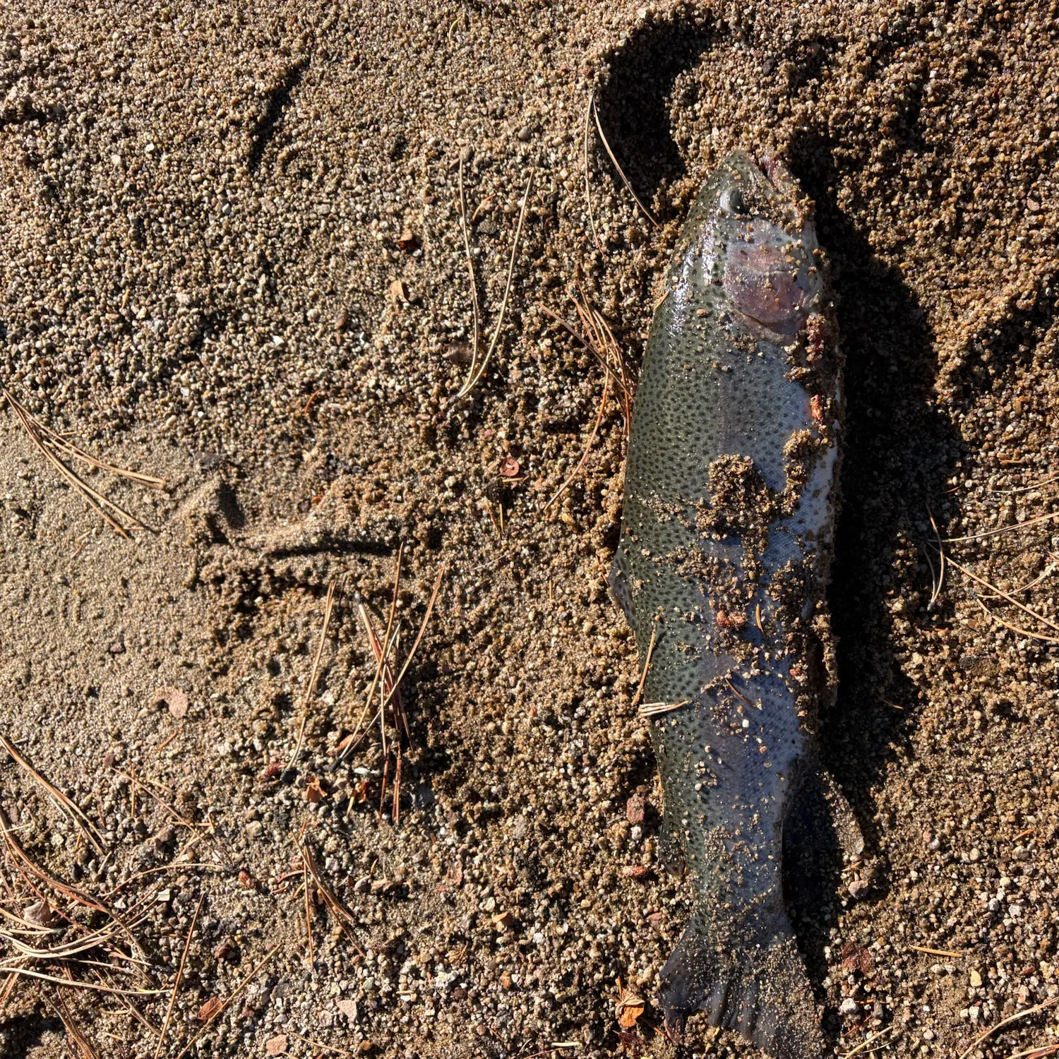 Rainbow trout caught on Fishbrain