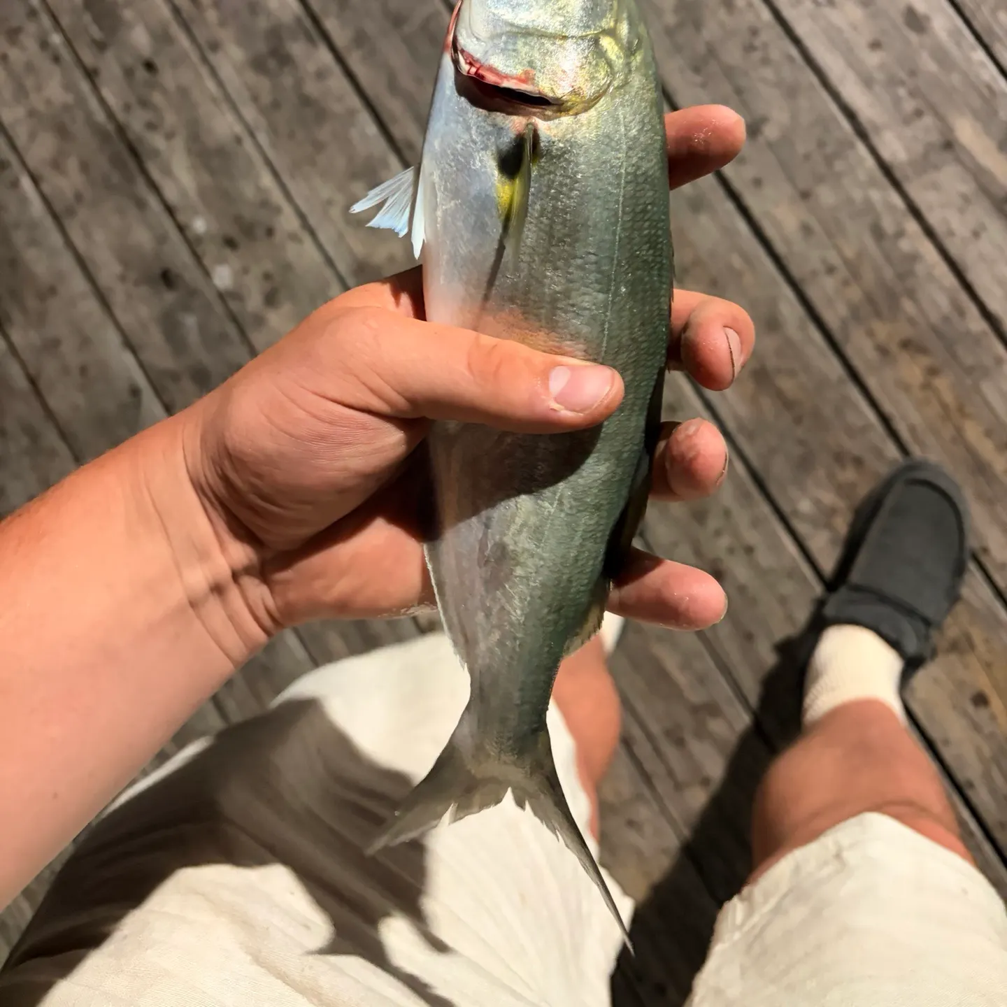 Bluefish caught on Fishbrain