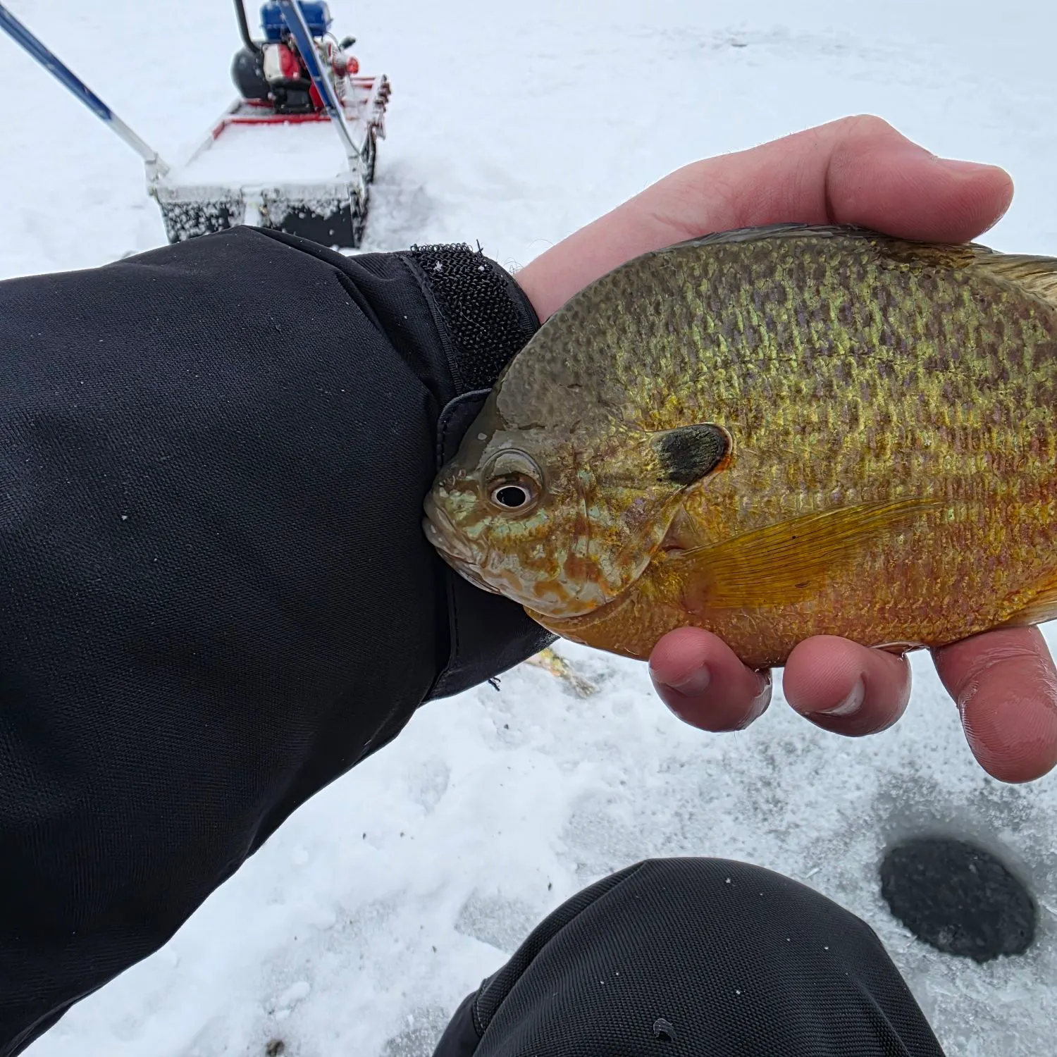 The most recent Pumpkinseed catches on Fishbrain