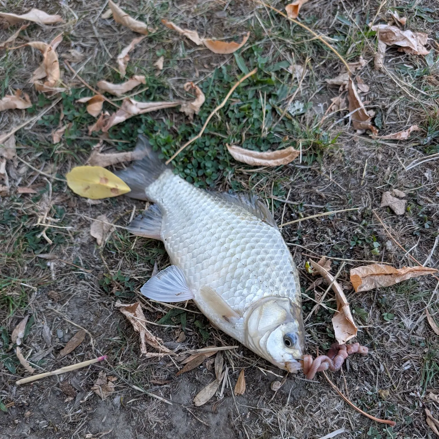 Goldfish caught on Fishbrain