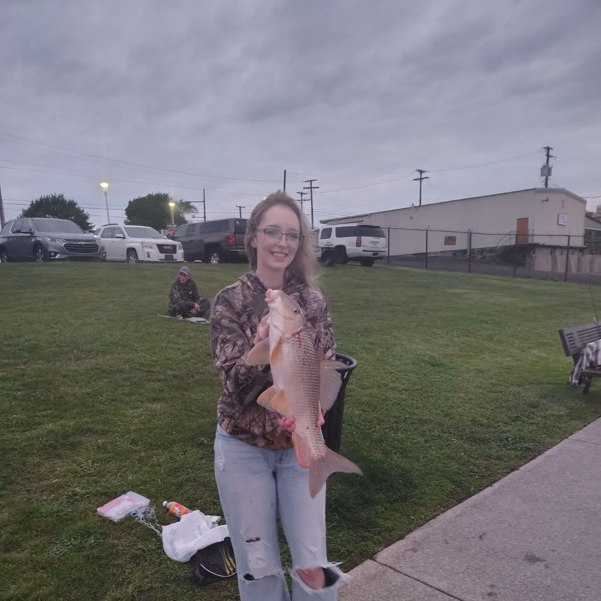 The most recent Silver redhorse catches on Fishbrain