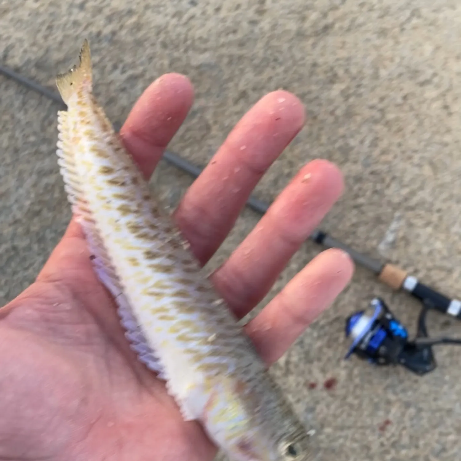 The most recent Atlantic lizardfish catches on Fishbrain