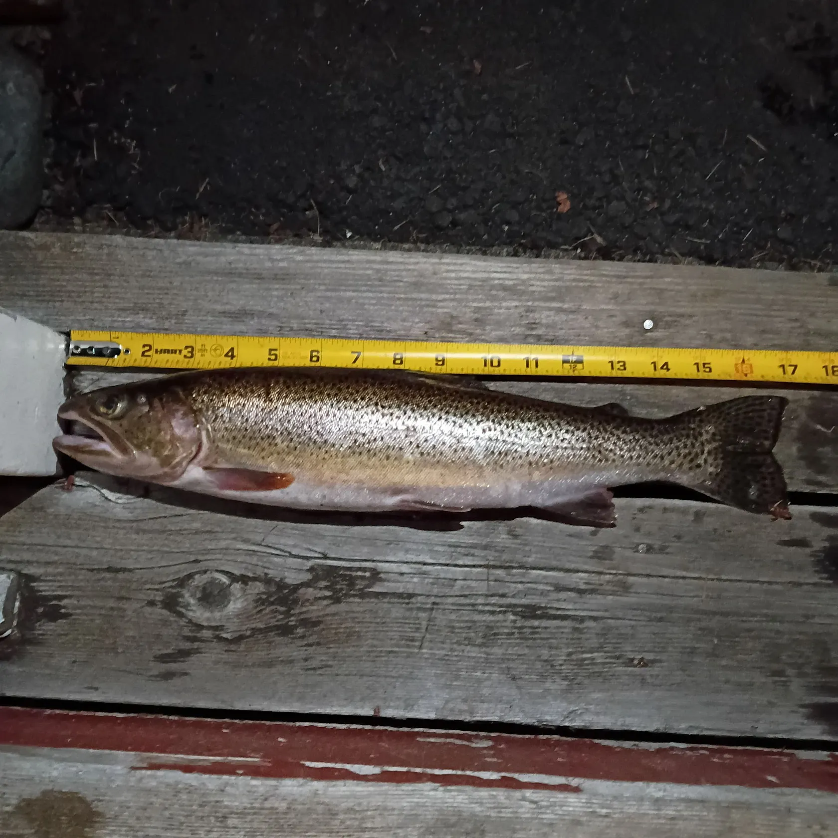 Coastal cutthroat trout caught on Fishbrain