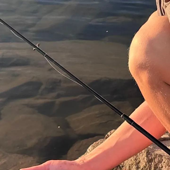 Rainbow trout caught on Fishbrain