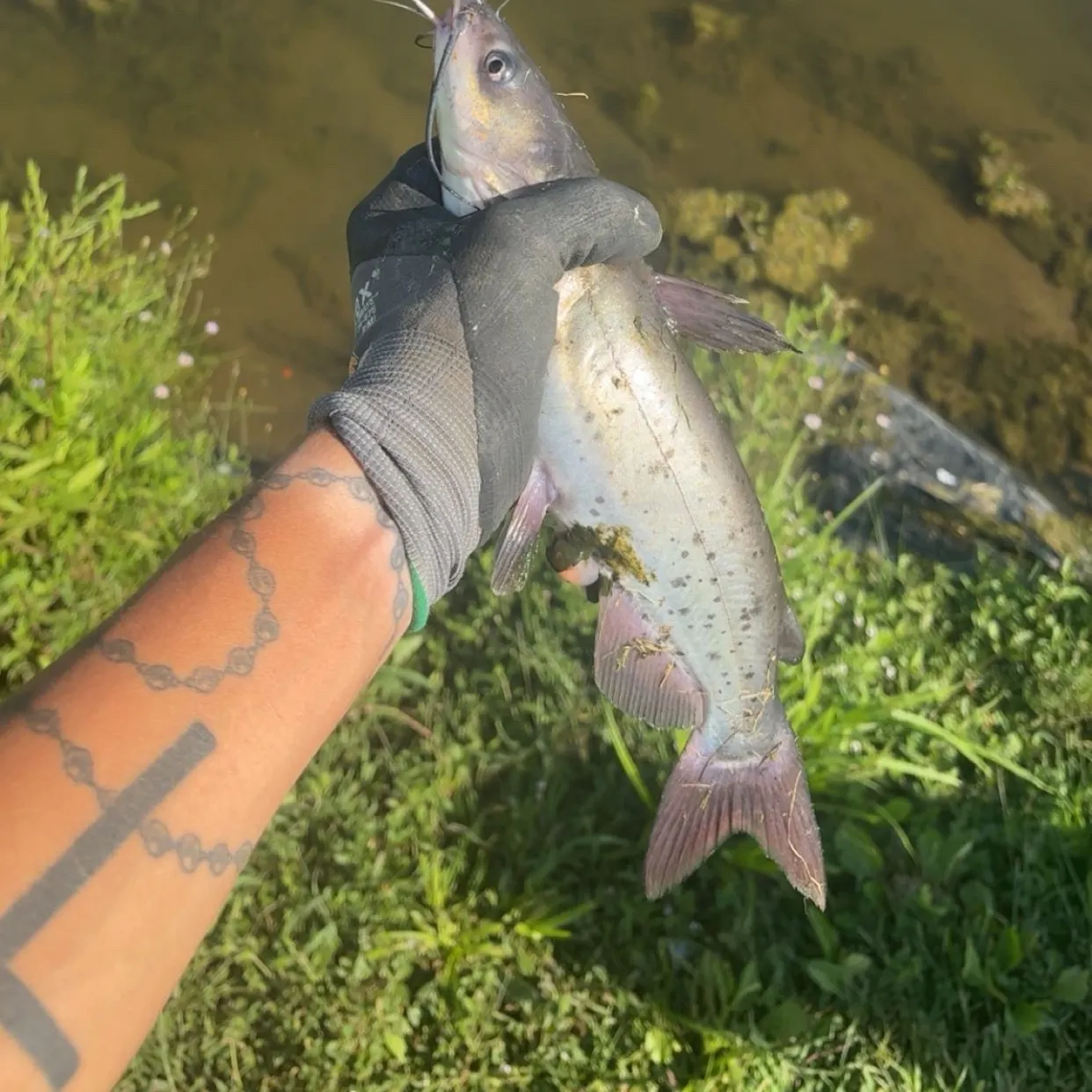 Channel catfish caught on Fishbrain