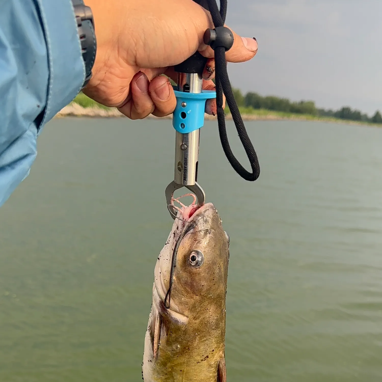 Channel catfish caught on Fishbrain