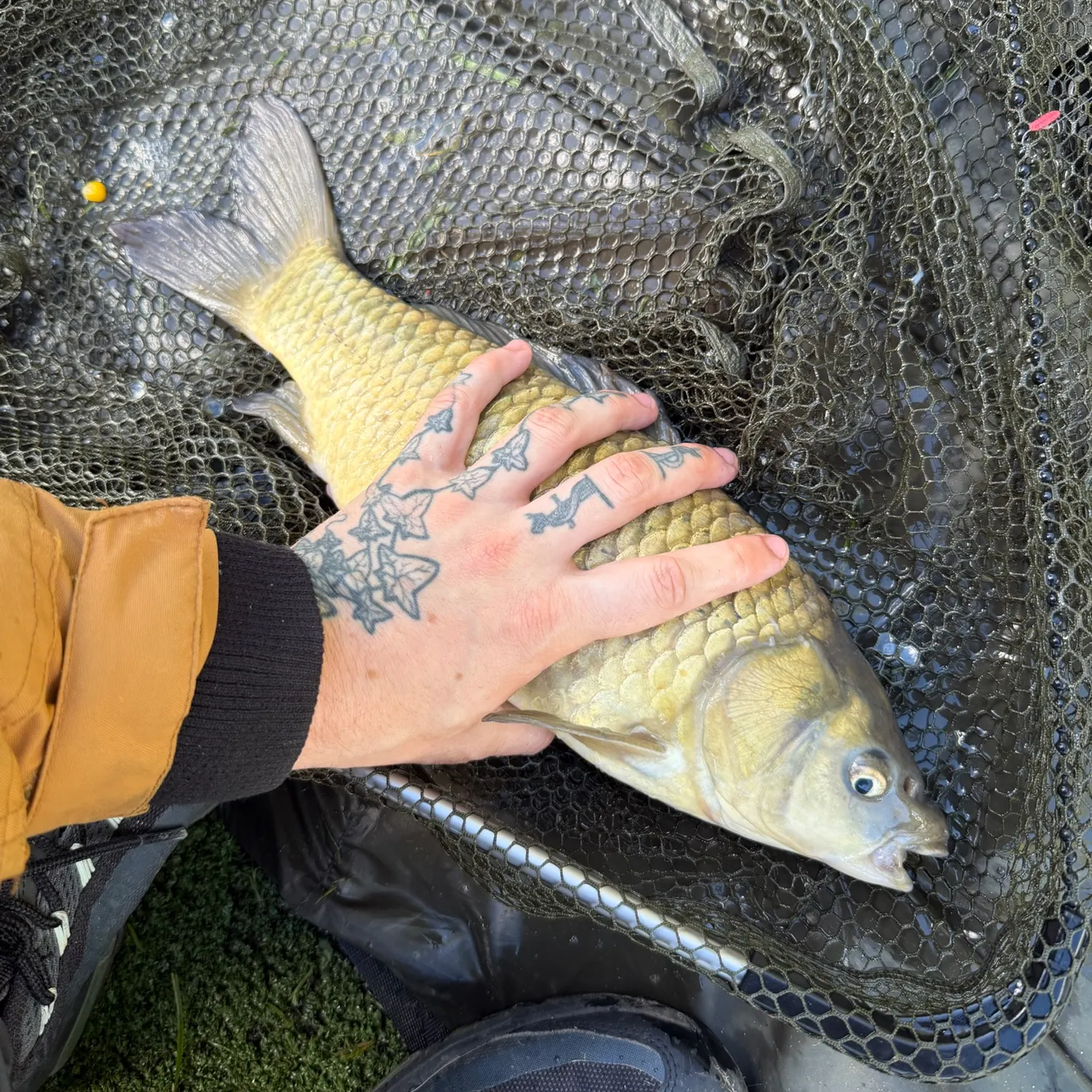 Common carp caught on Fishbrain