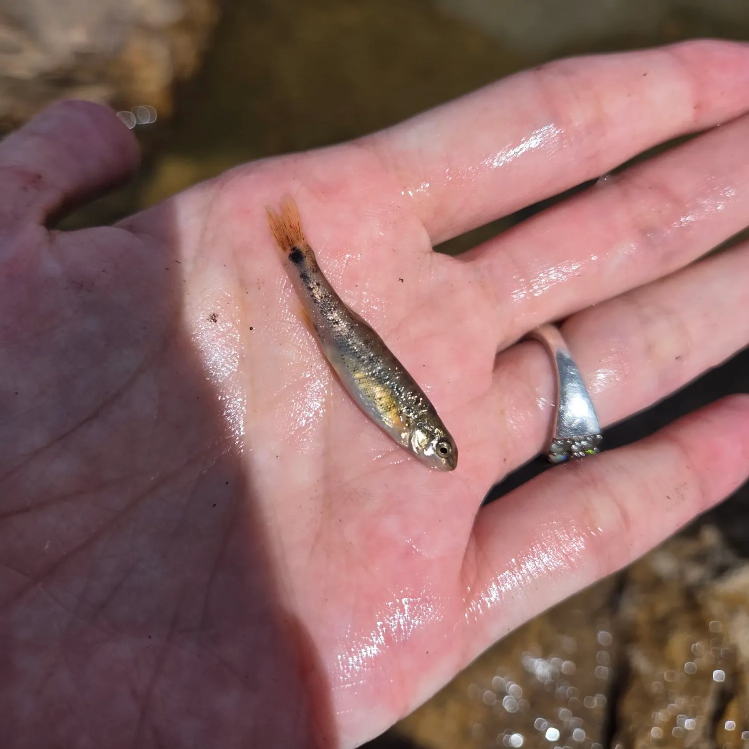 The most recent Speckled dace catches on Fishbrain