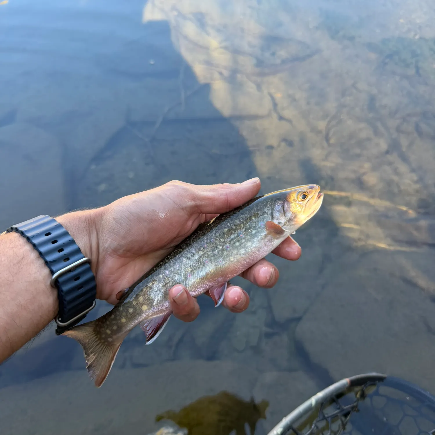 Brook trout caught on Fishbrain