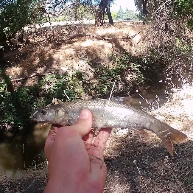 Sacramento pikeminnow caught on Fishbrain