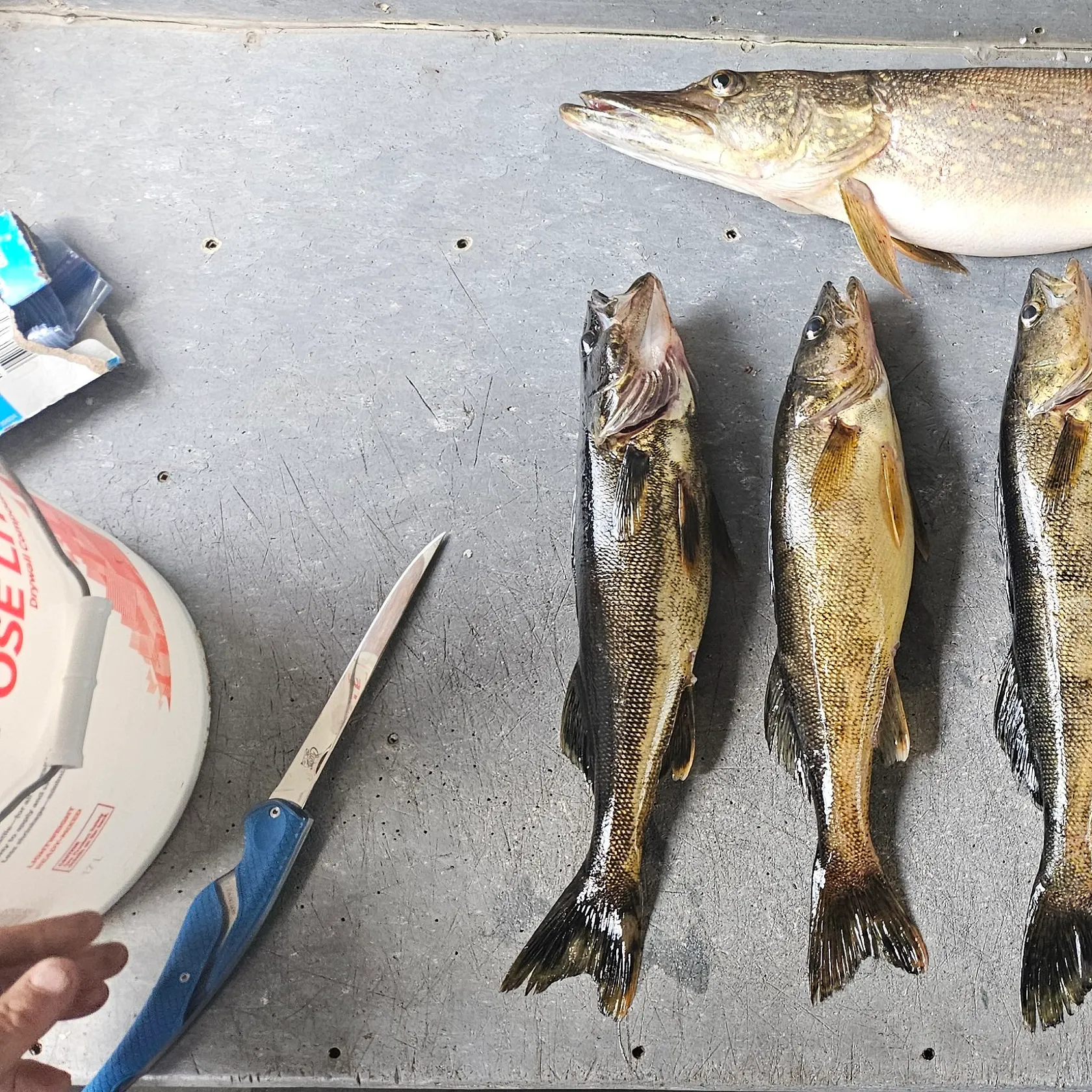 recently logged catches
