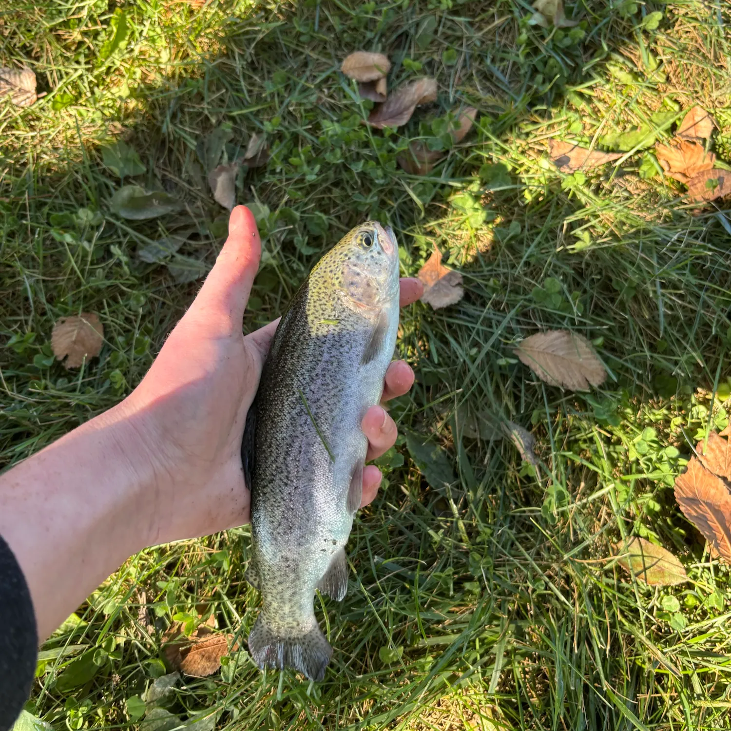 Rainbow trout caught on Fishbrain