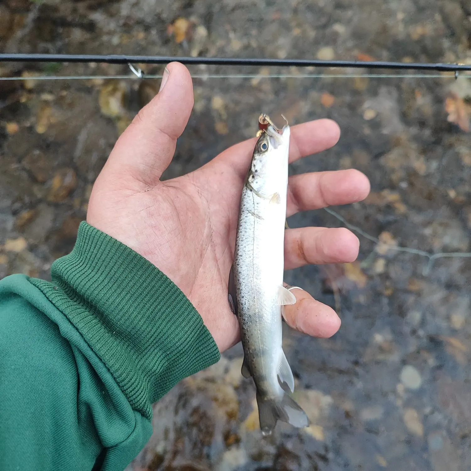 The most recent Huchen catches on Fishbrain