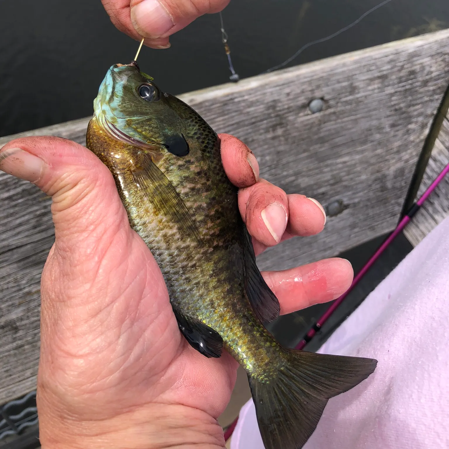 recently logged catches