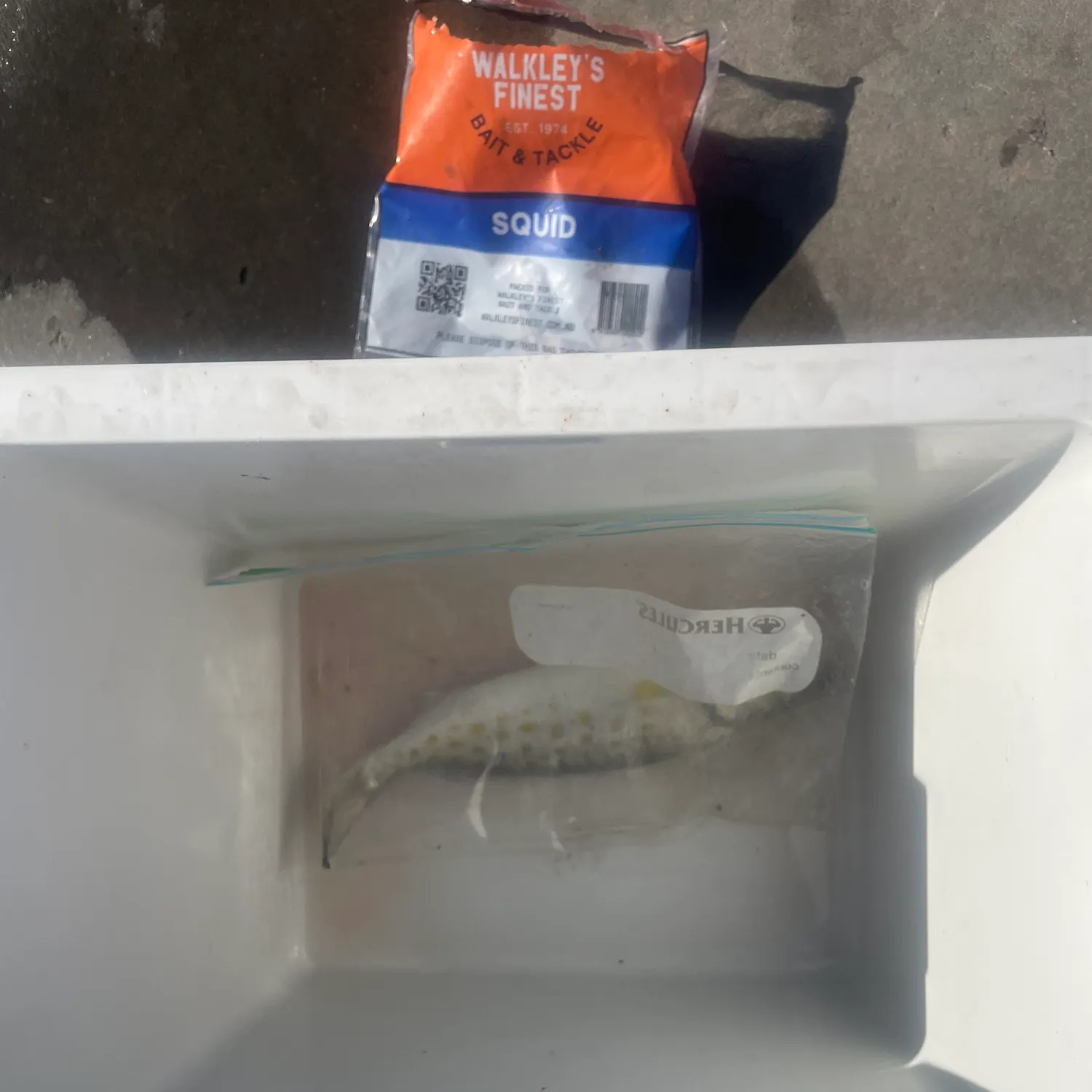Eastern Australian salmon caught on Fishbrain