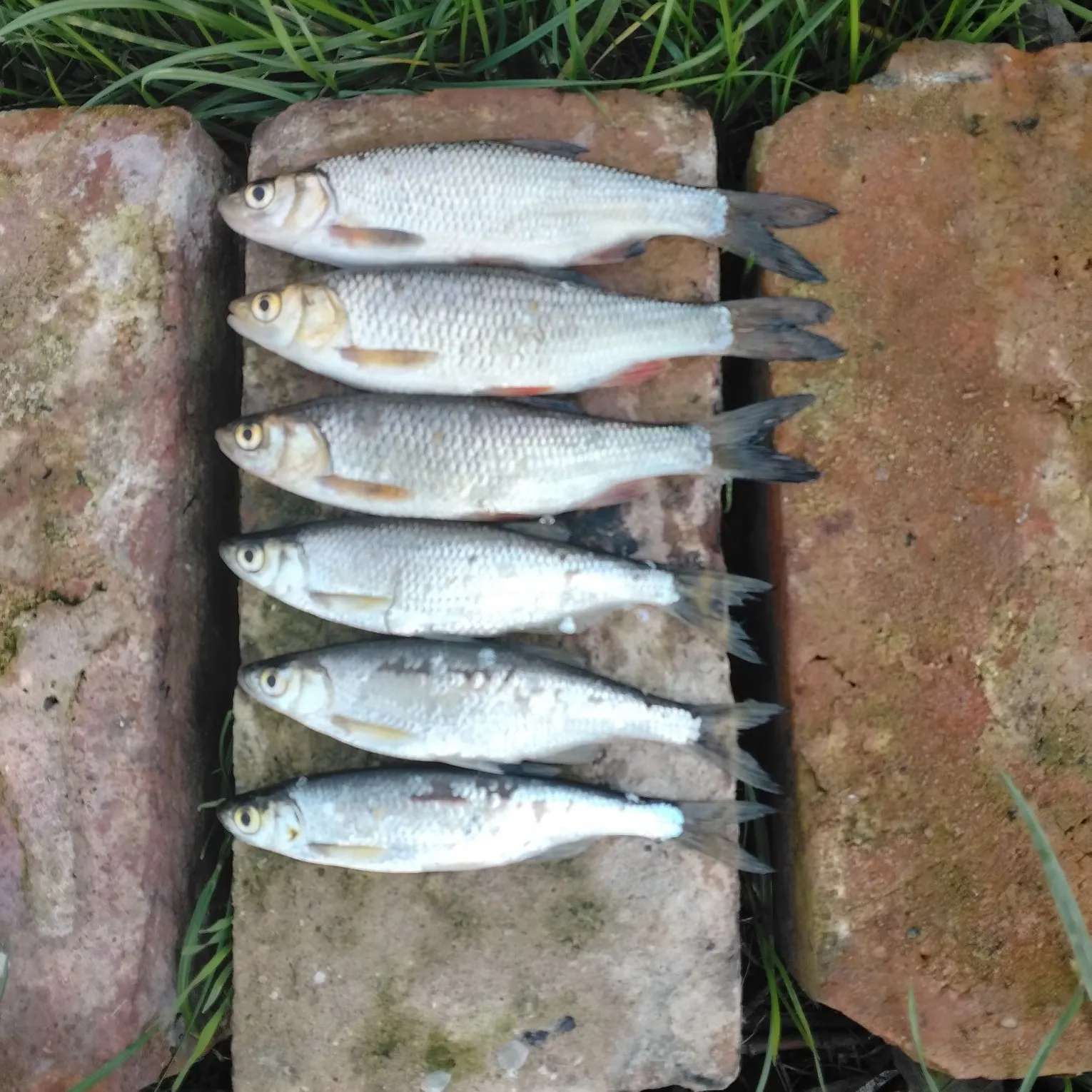 Fish caught on Fishbrain