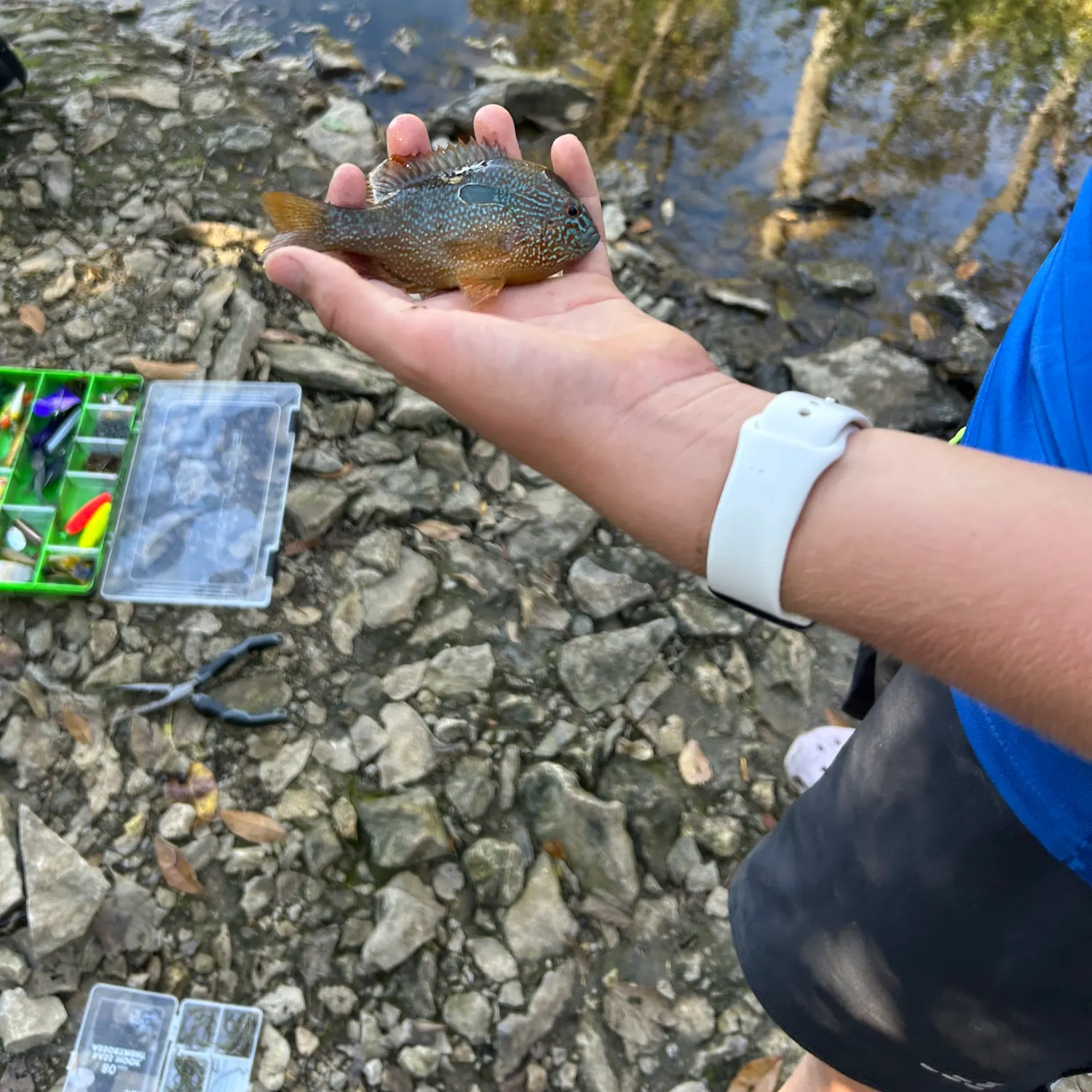 The most recent Longear sunfish catches on Fishbrain