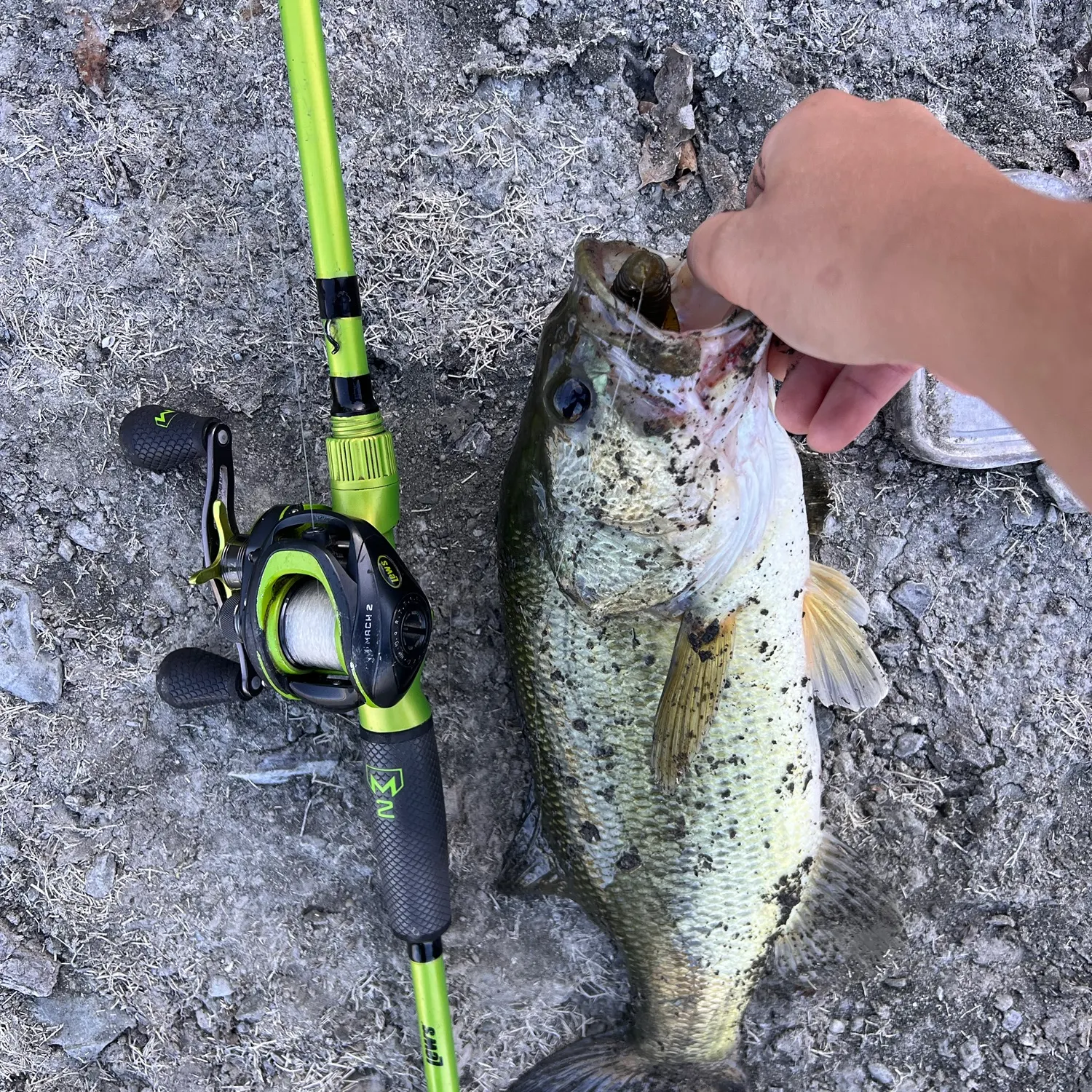 Largemouth bass caught on Fishbrain