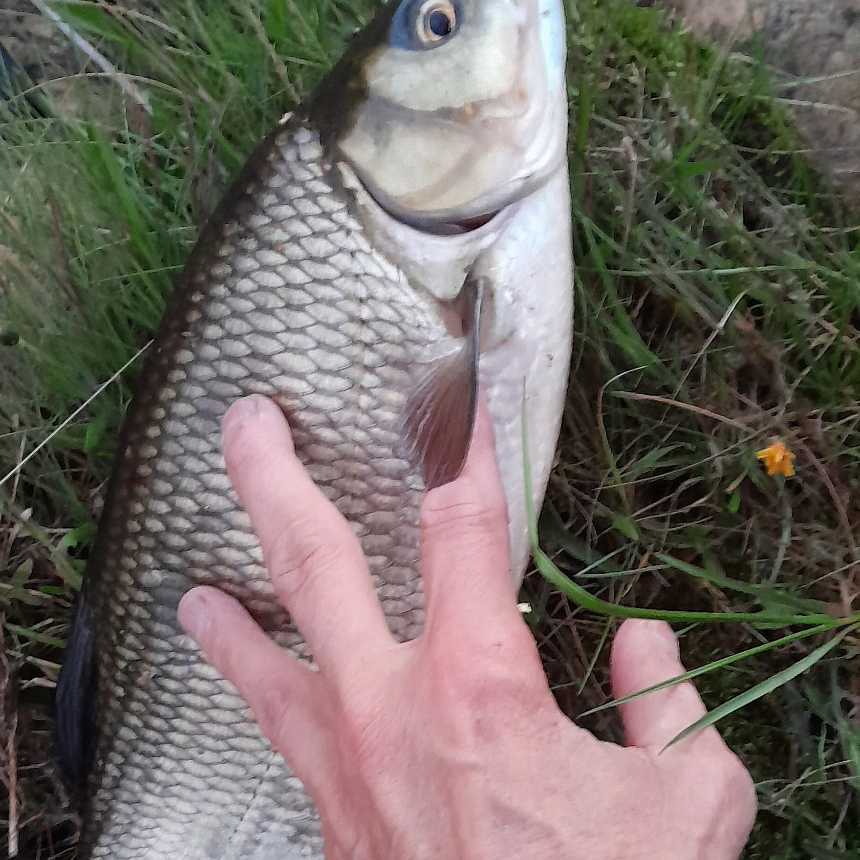 The most recent Ide catches on Fishbrain