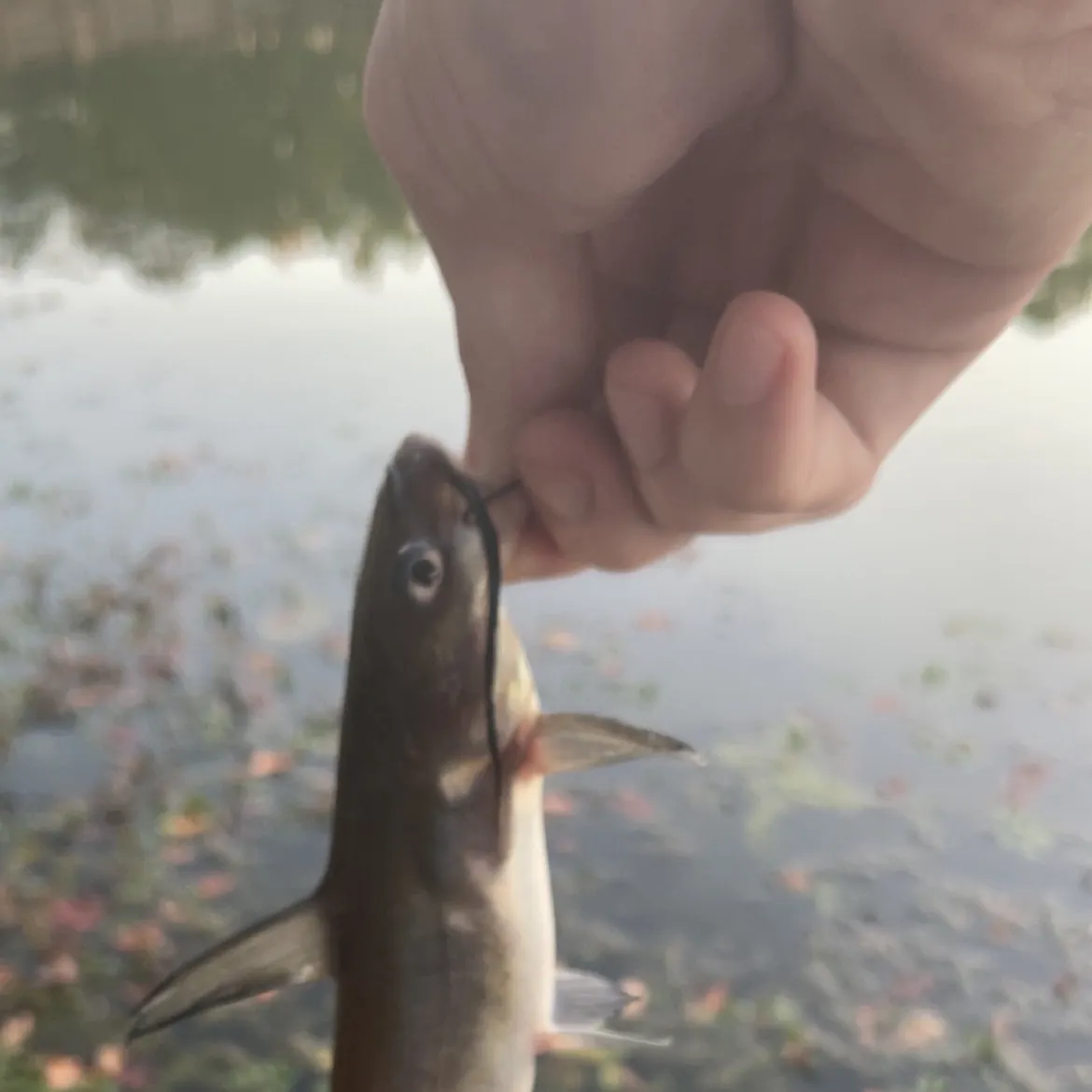 Channel catfish caught on Fishbrain