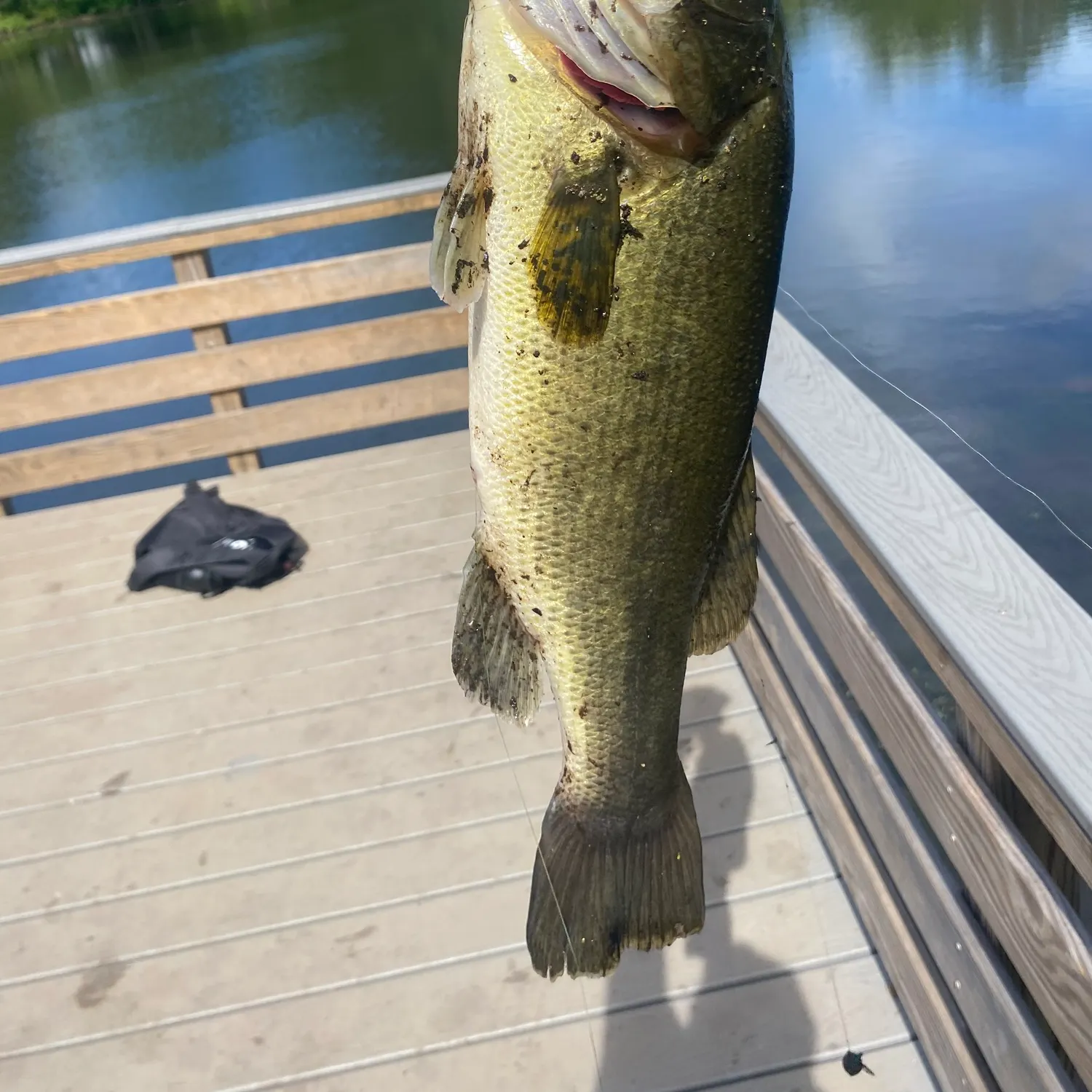 Largemouth bass caught on Fishbrain
