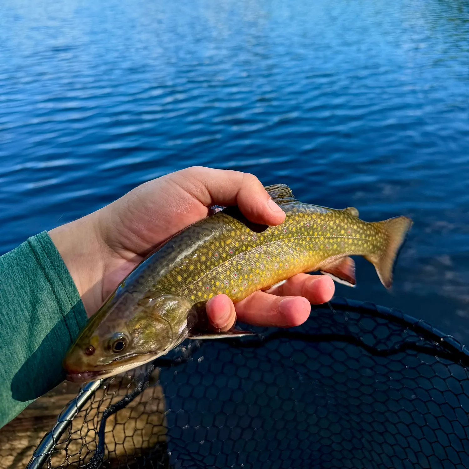 Brook trout caught on Fishbrain