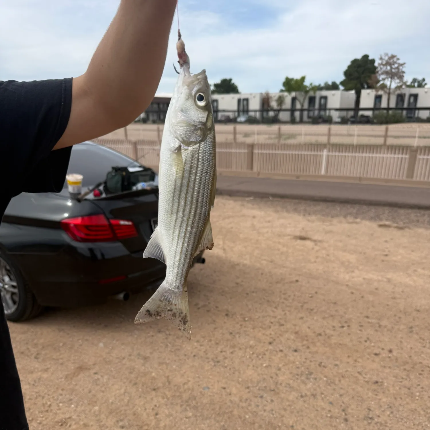 Striped bass caught on Fishbrain