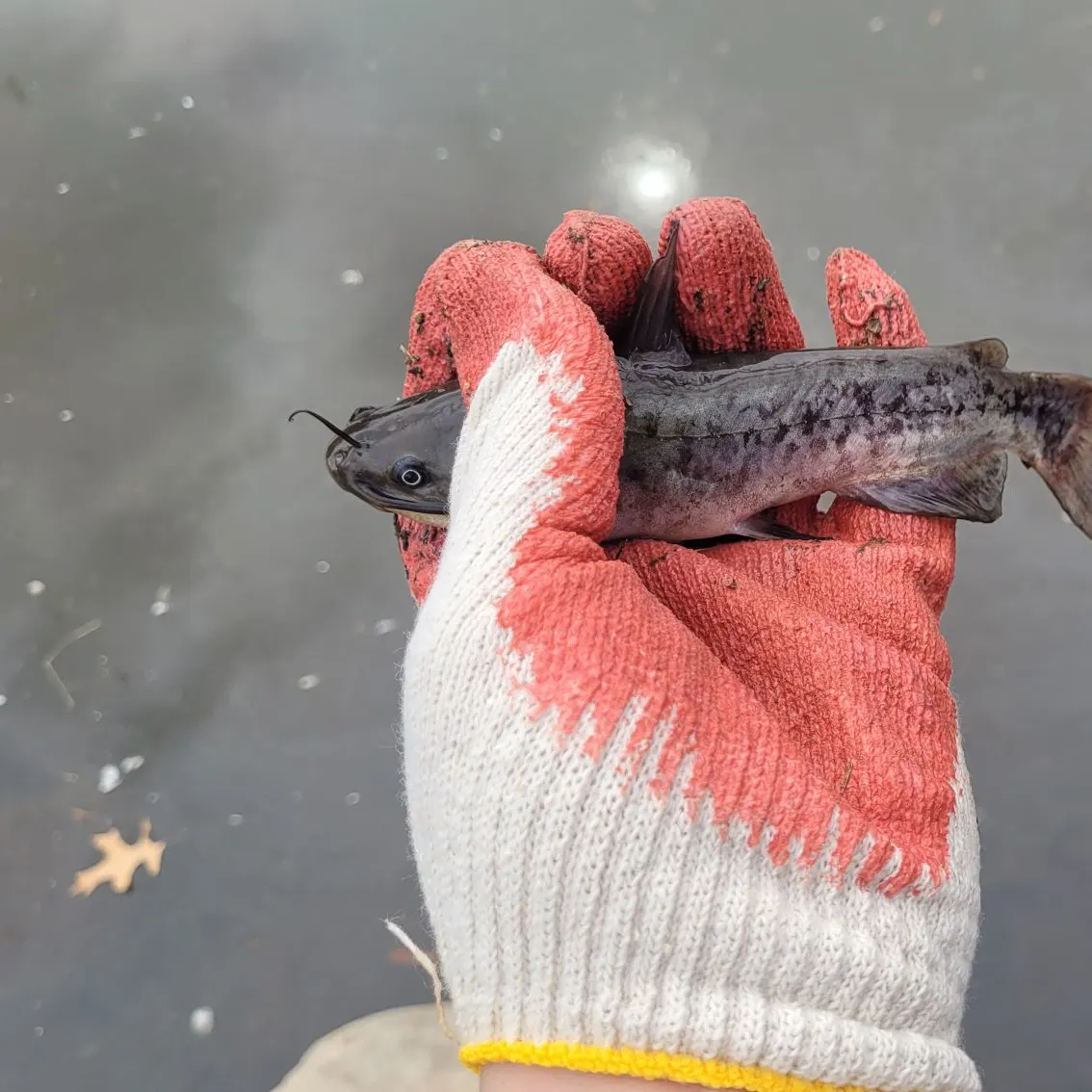 The most recent Flat bullhead catches on Fishbrain